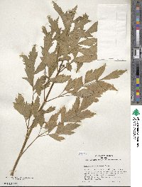 Levisticum officinale image