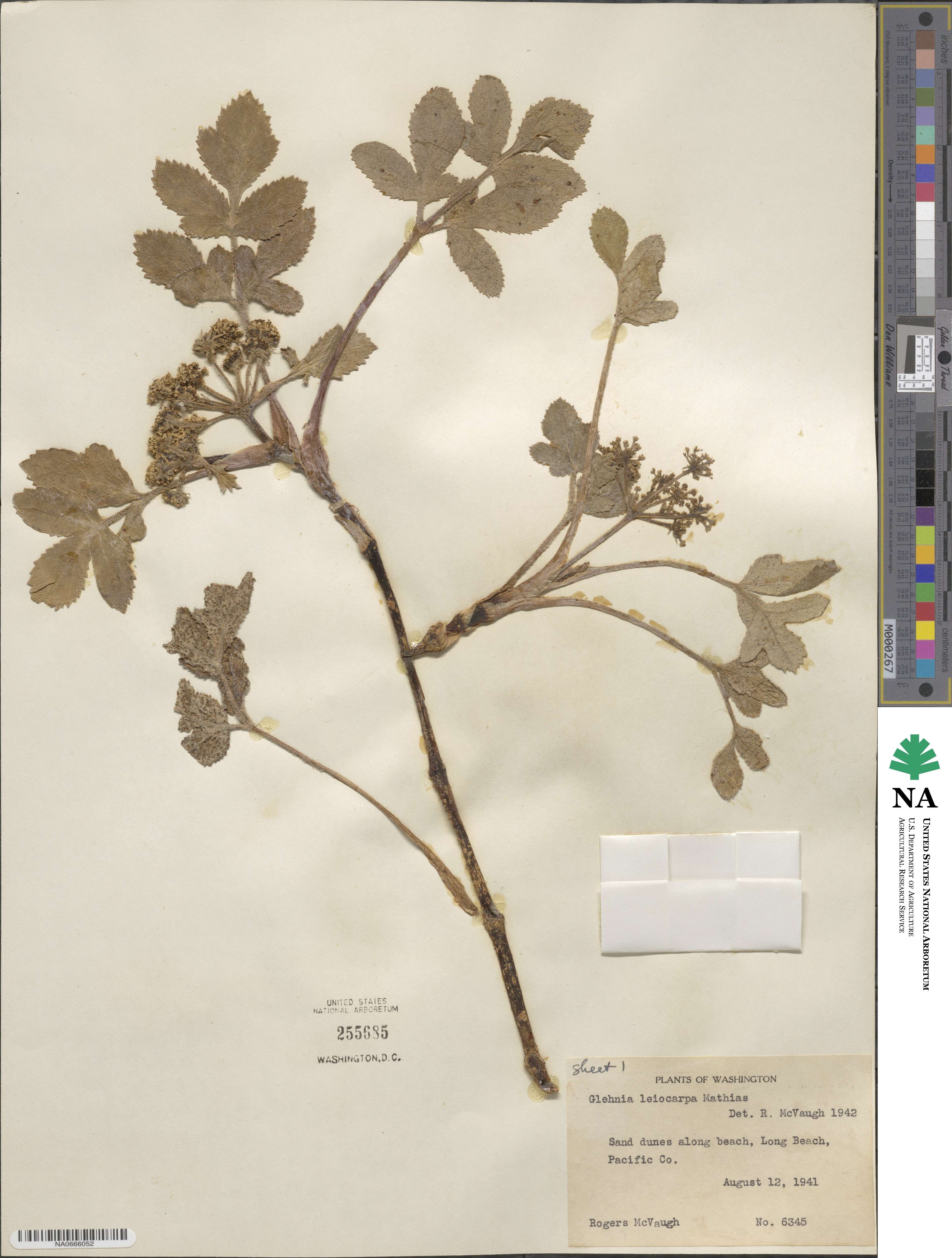 Angelica leiocarpa image