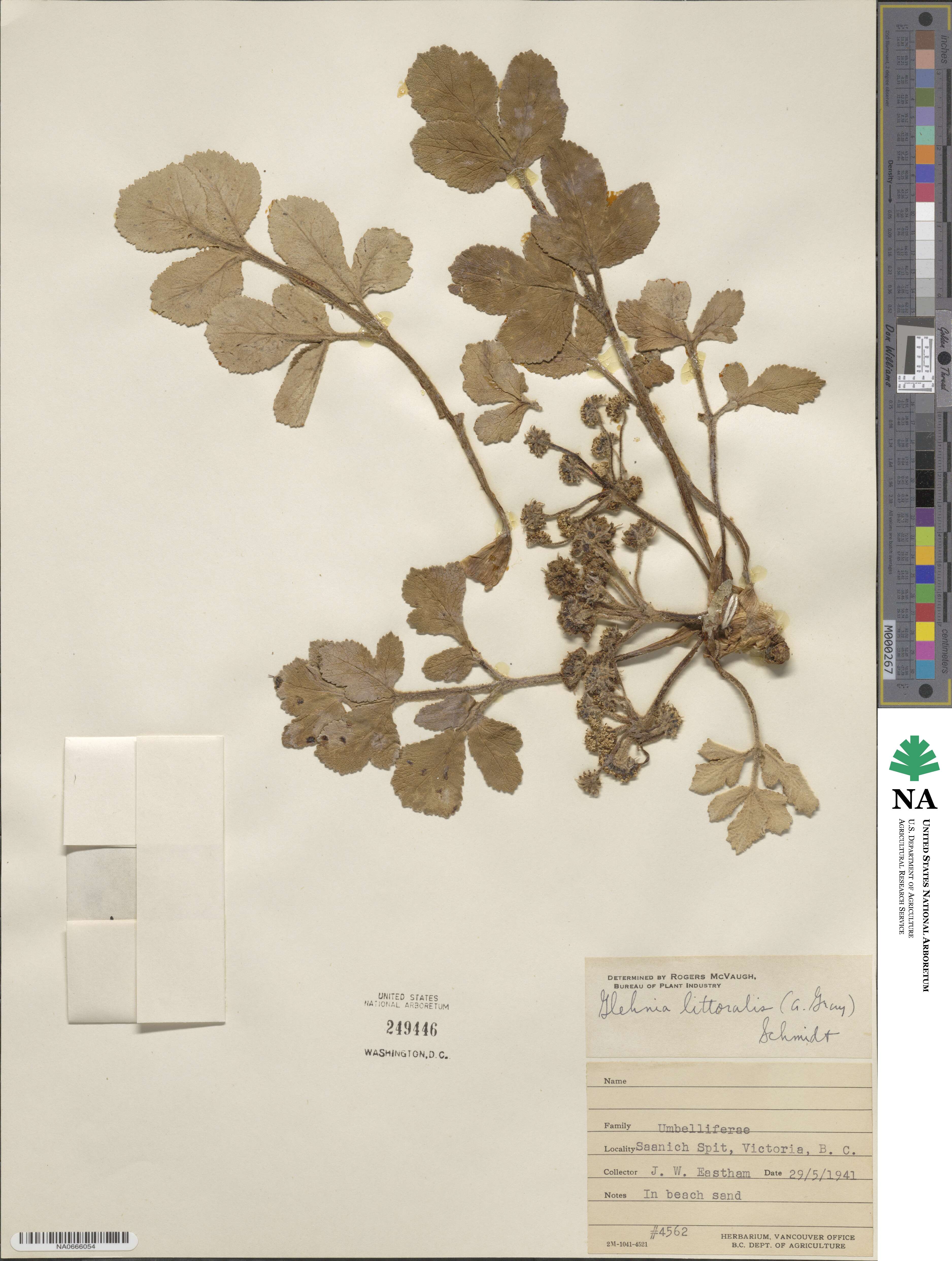 Glehnia littoralis image