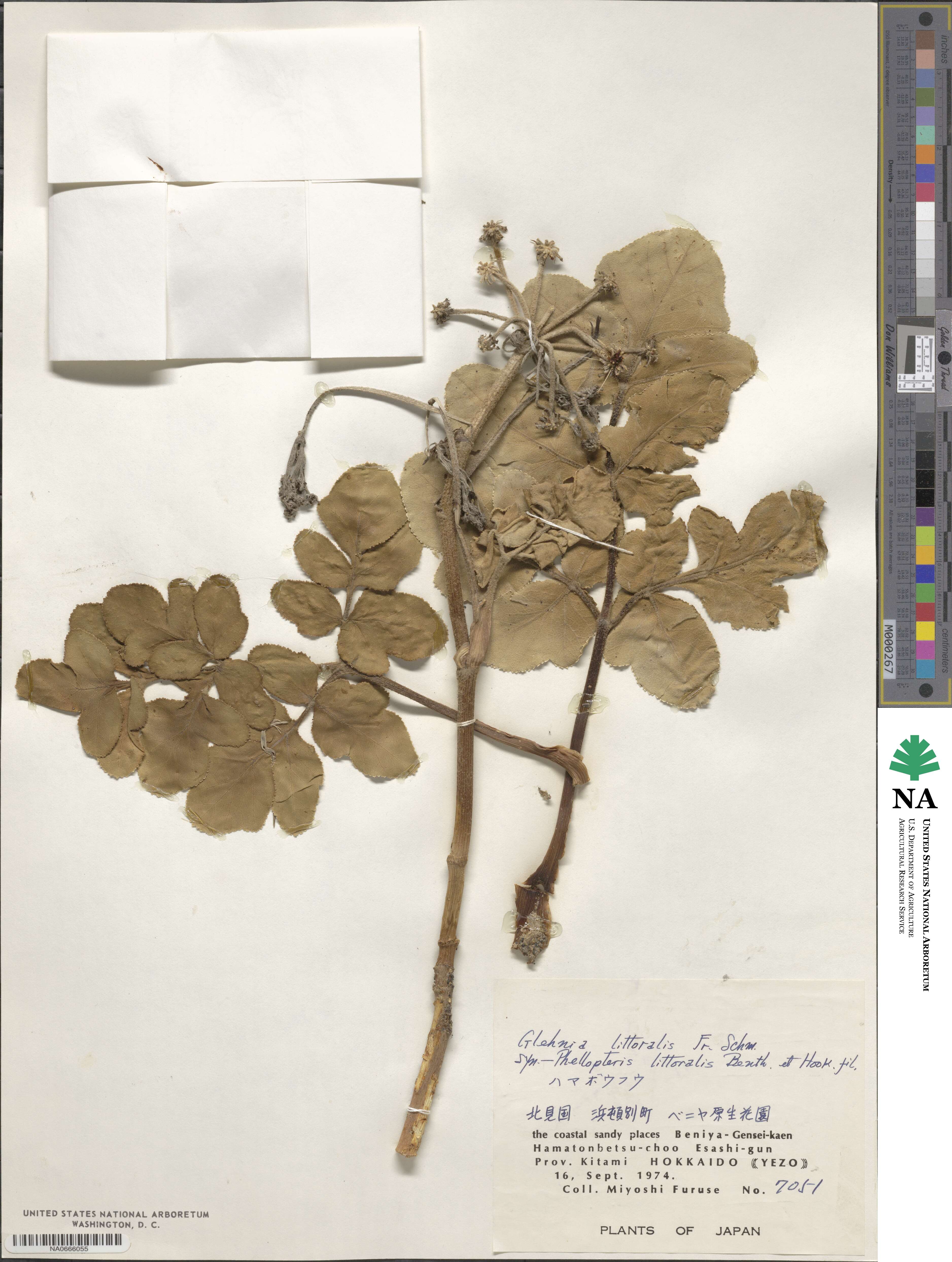 Glehnia littoralis image