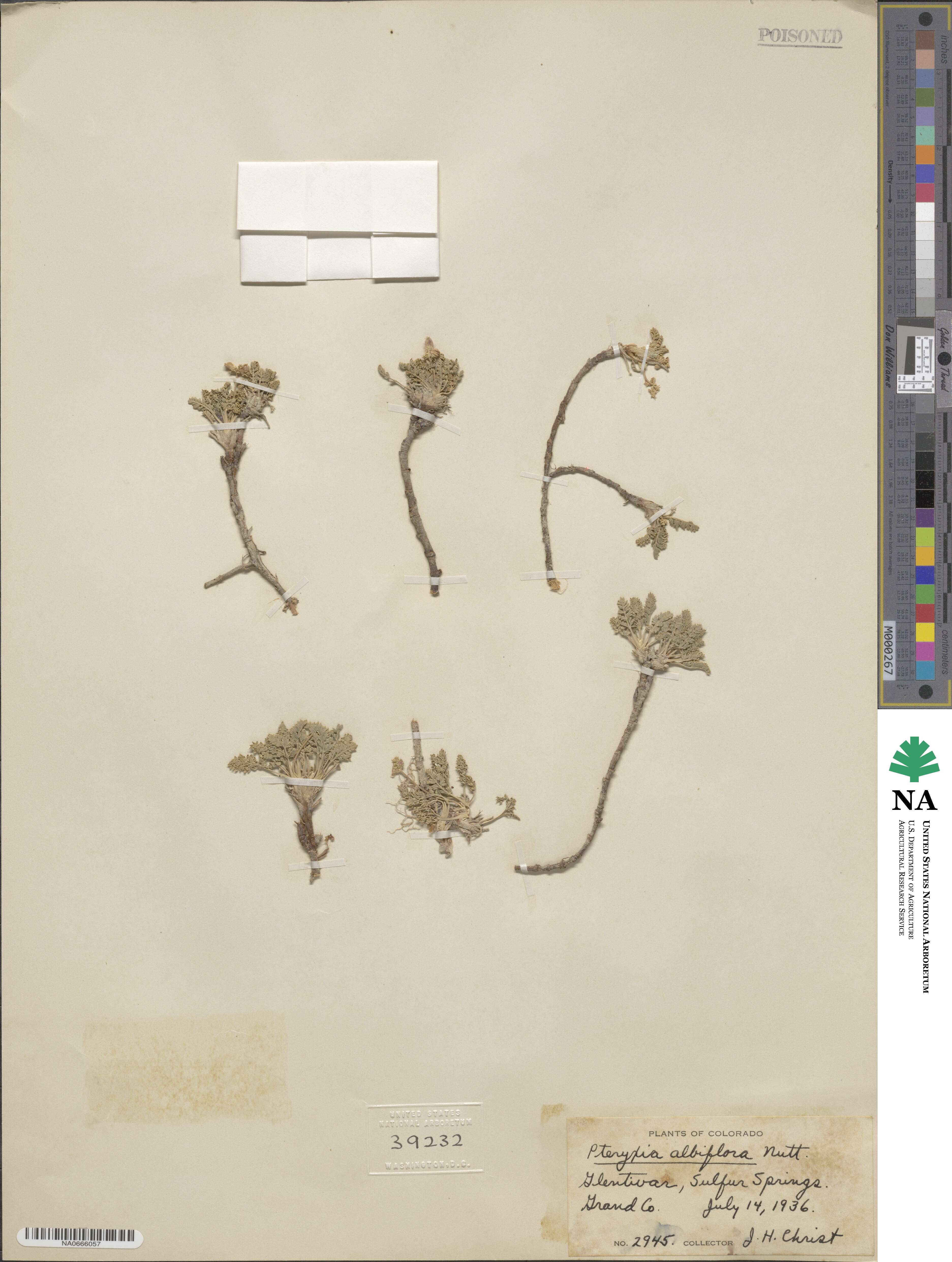 Pteryxia terebinthina var. albiflora image
