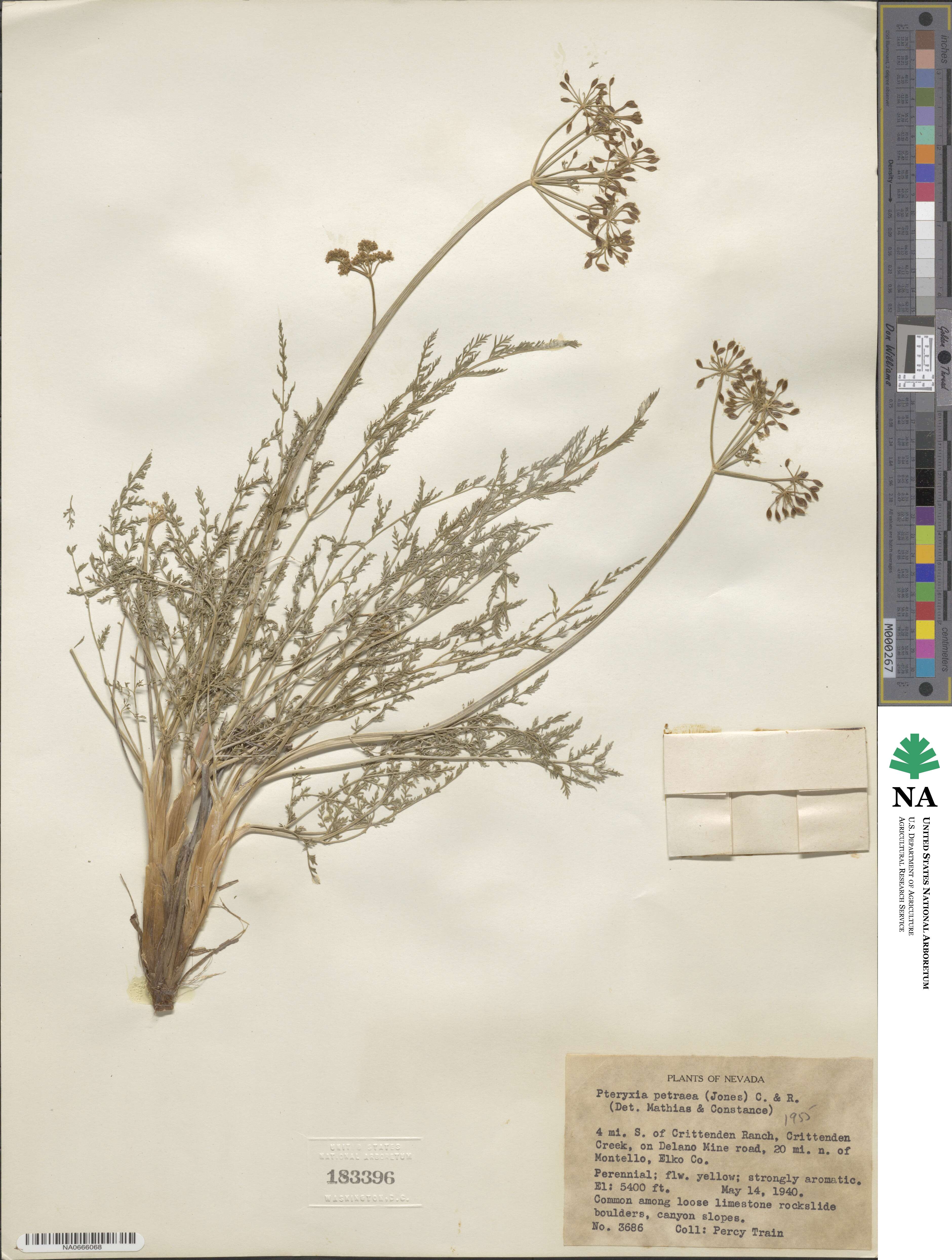 Pteryxia petraea image
