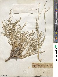 Pteryxia petraea image