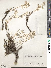 Pteryxia petraea image