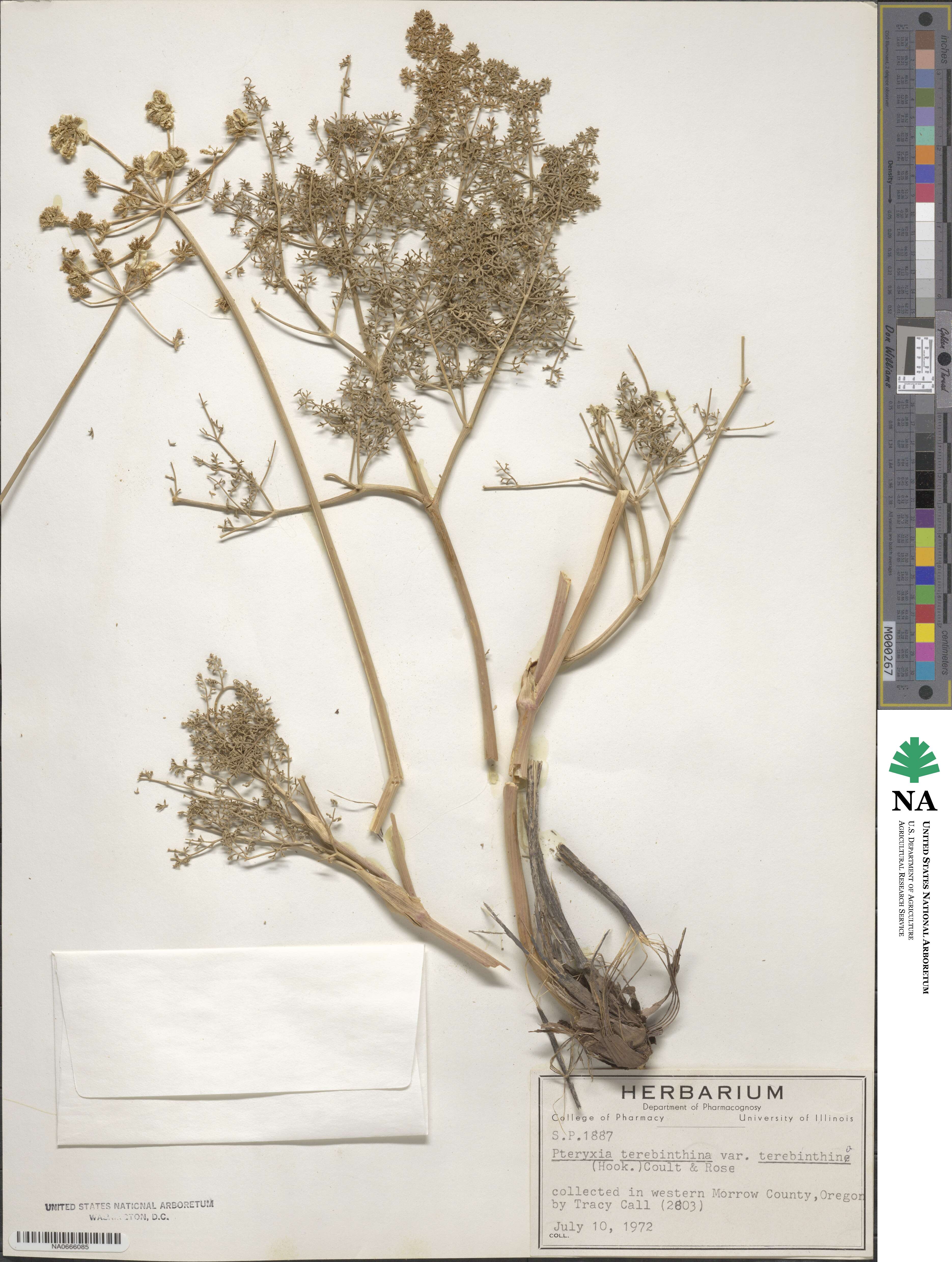 Pteryxia terebinthina image