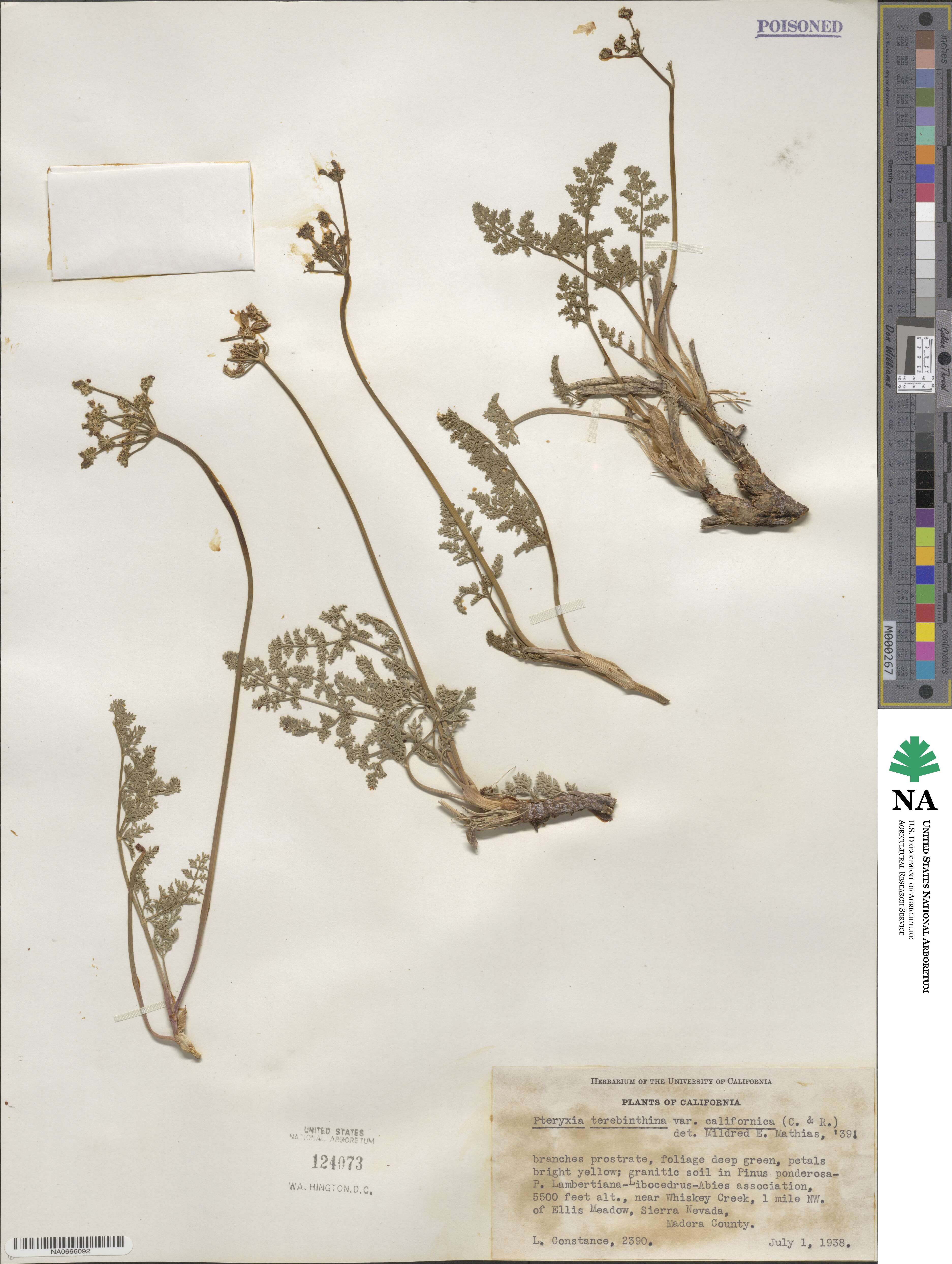 Pteryxia terebinthina var. californica image