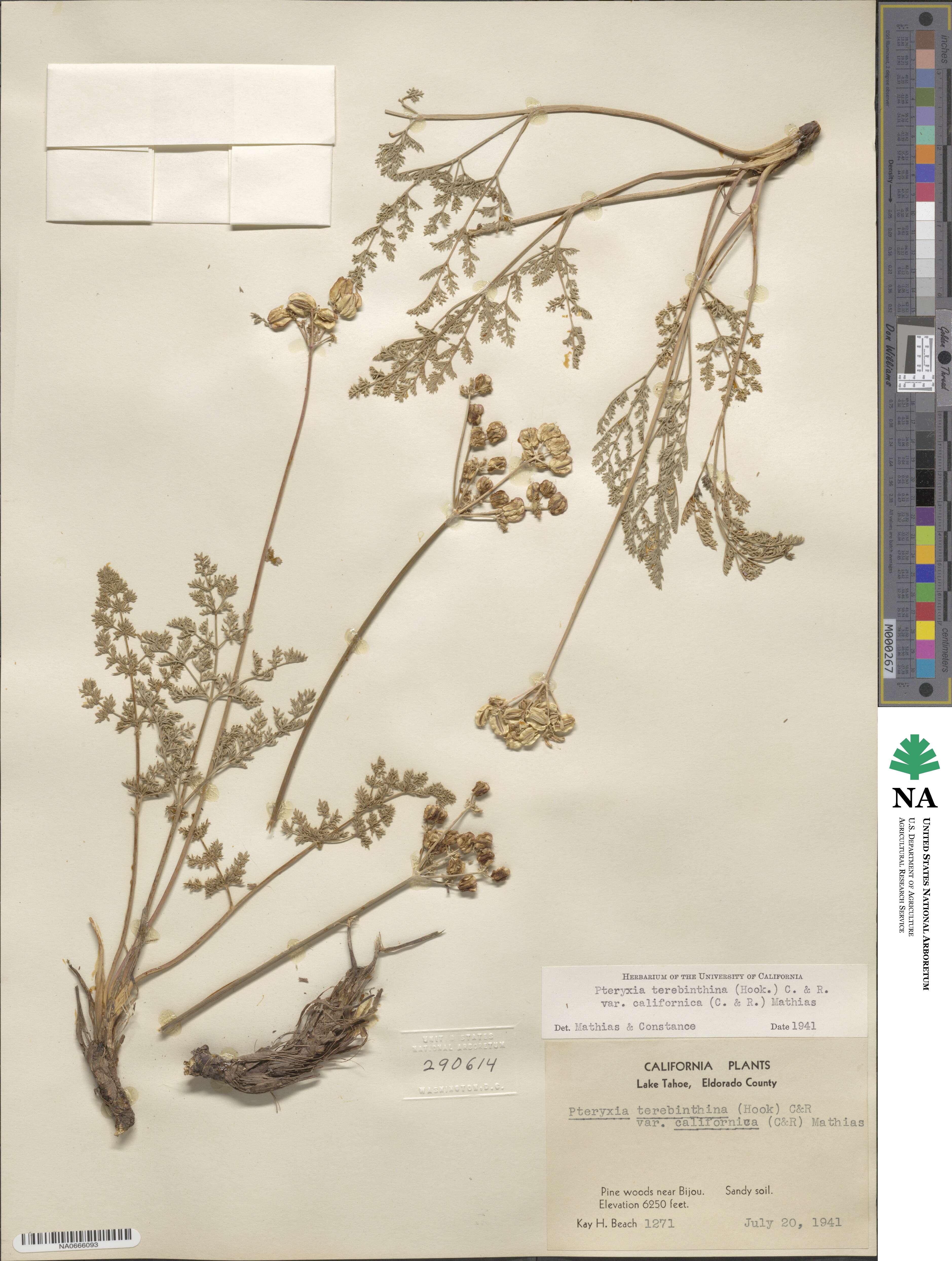 Pteryxia terebinthina var. californica image