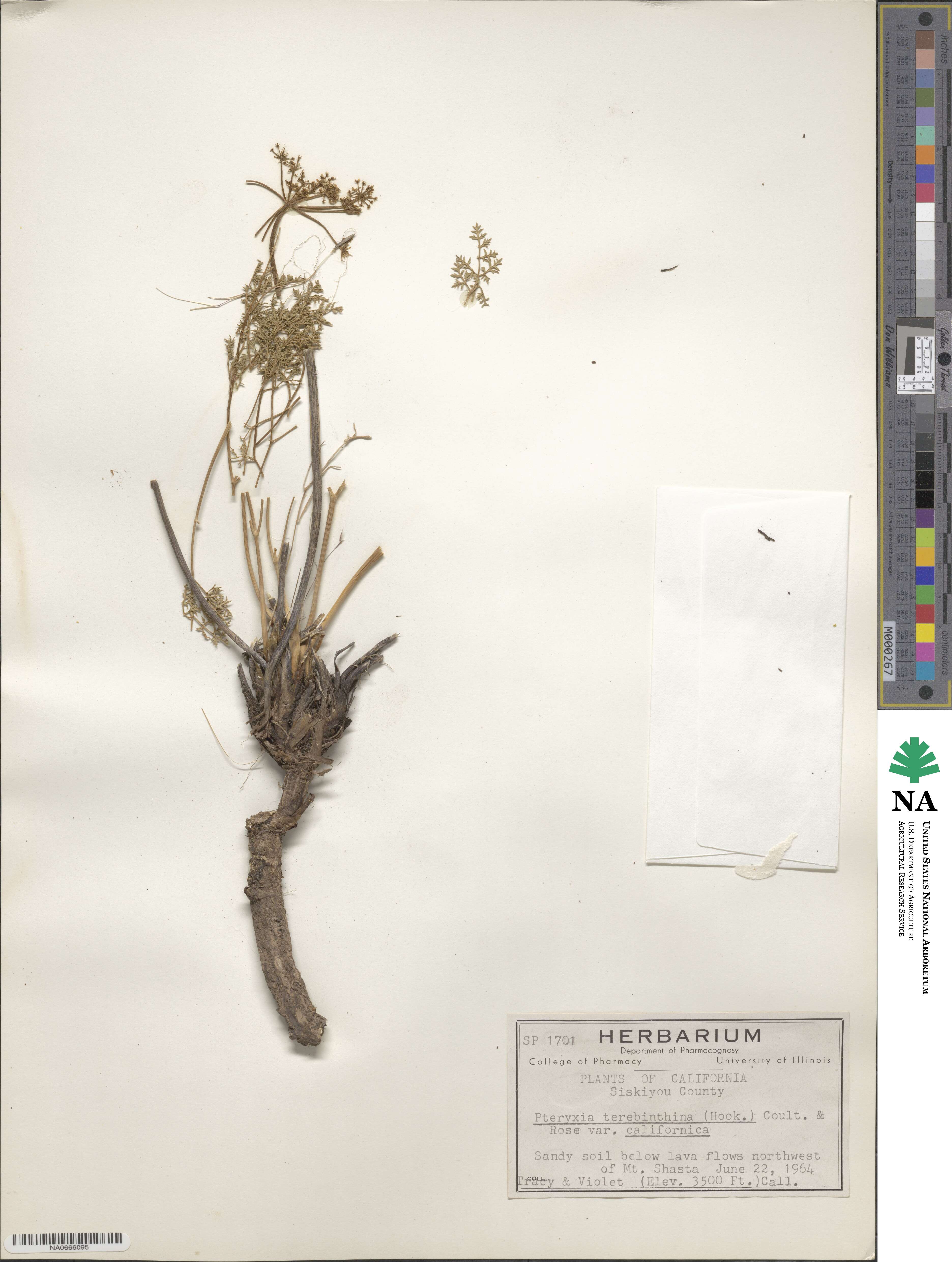 Pteryxia terebinthina image