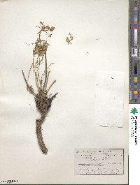 Pteryxia terebinthina var. californica image