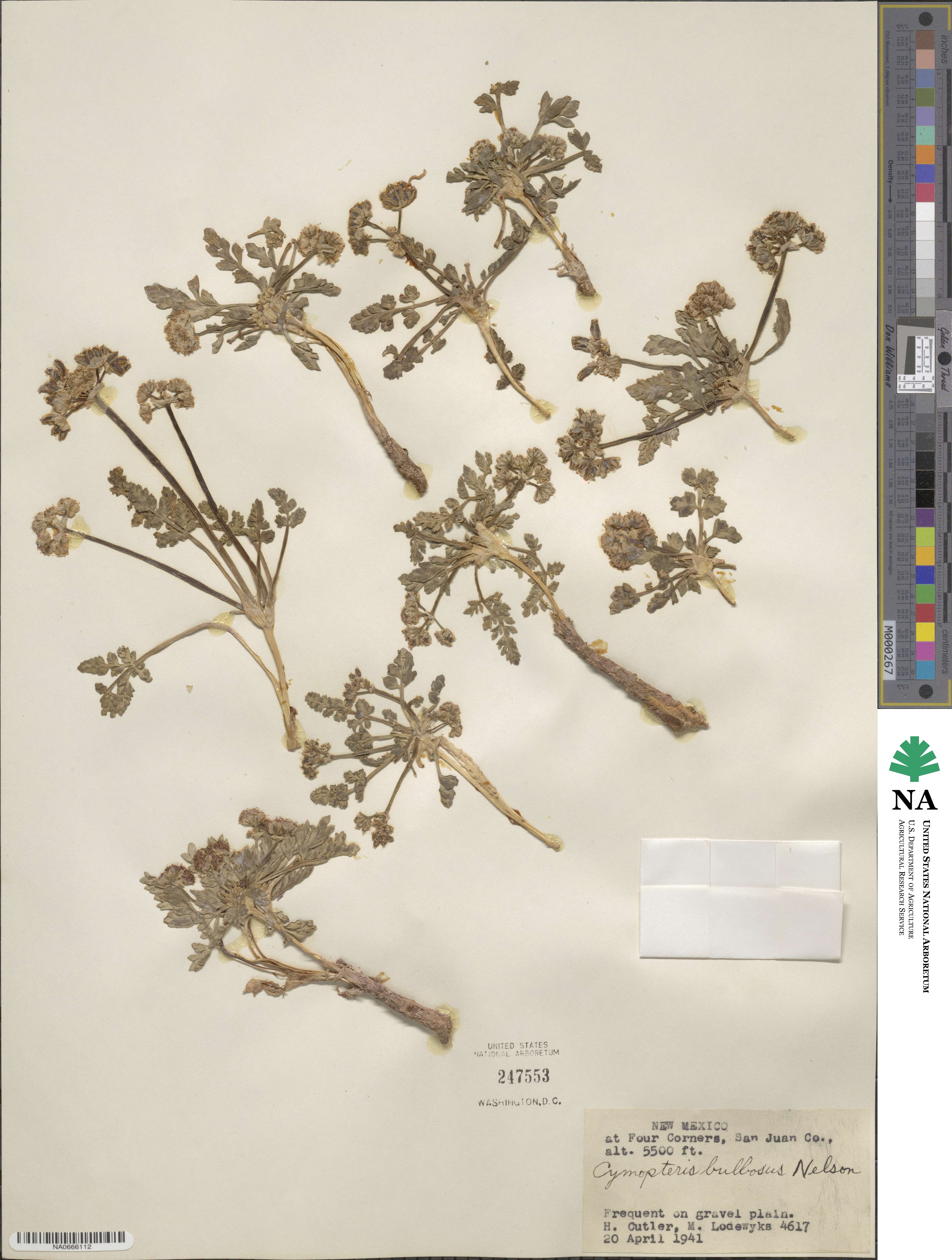 Vesper bulbosus image