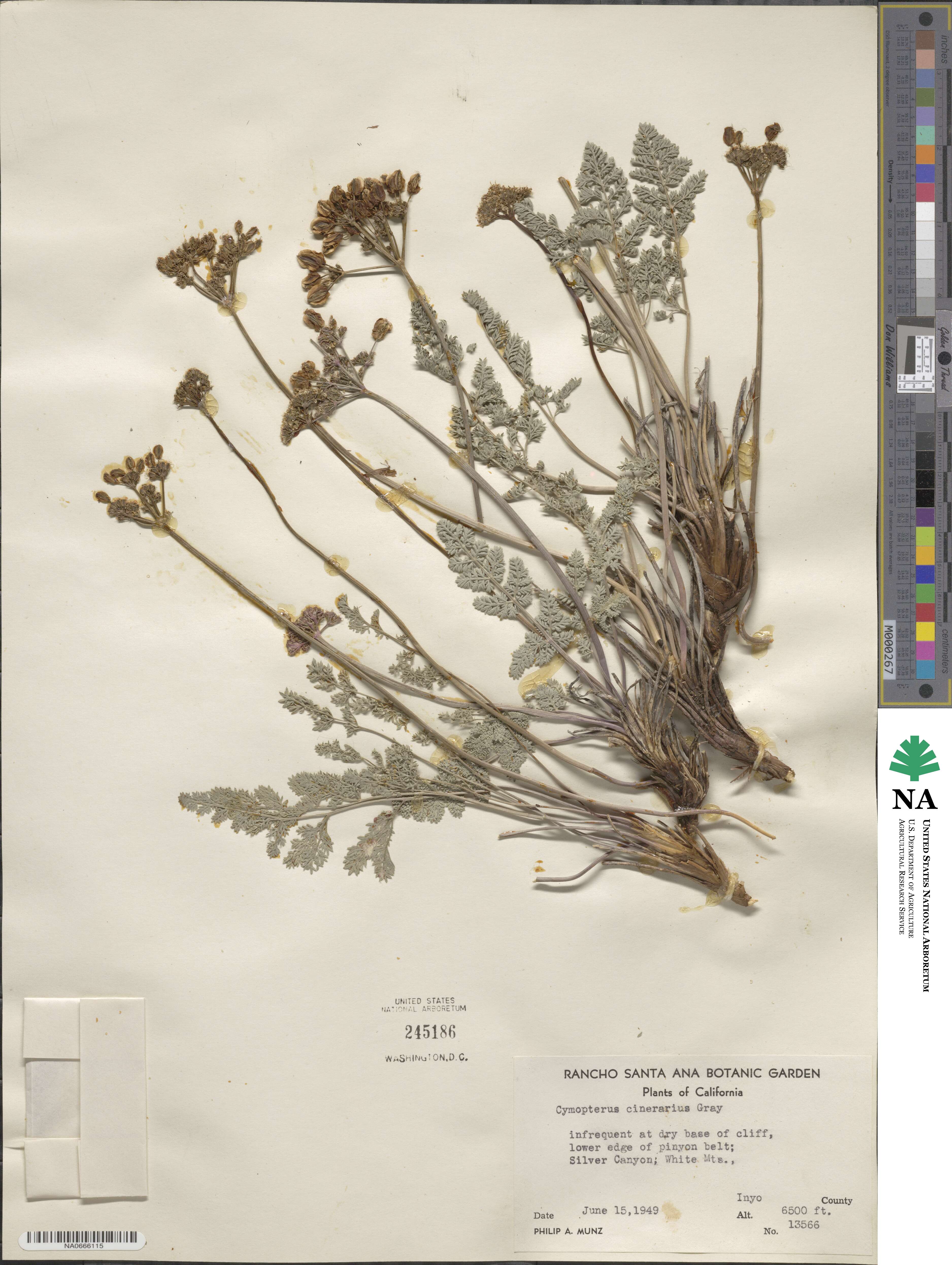 Aulospermum cinerarium image