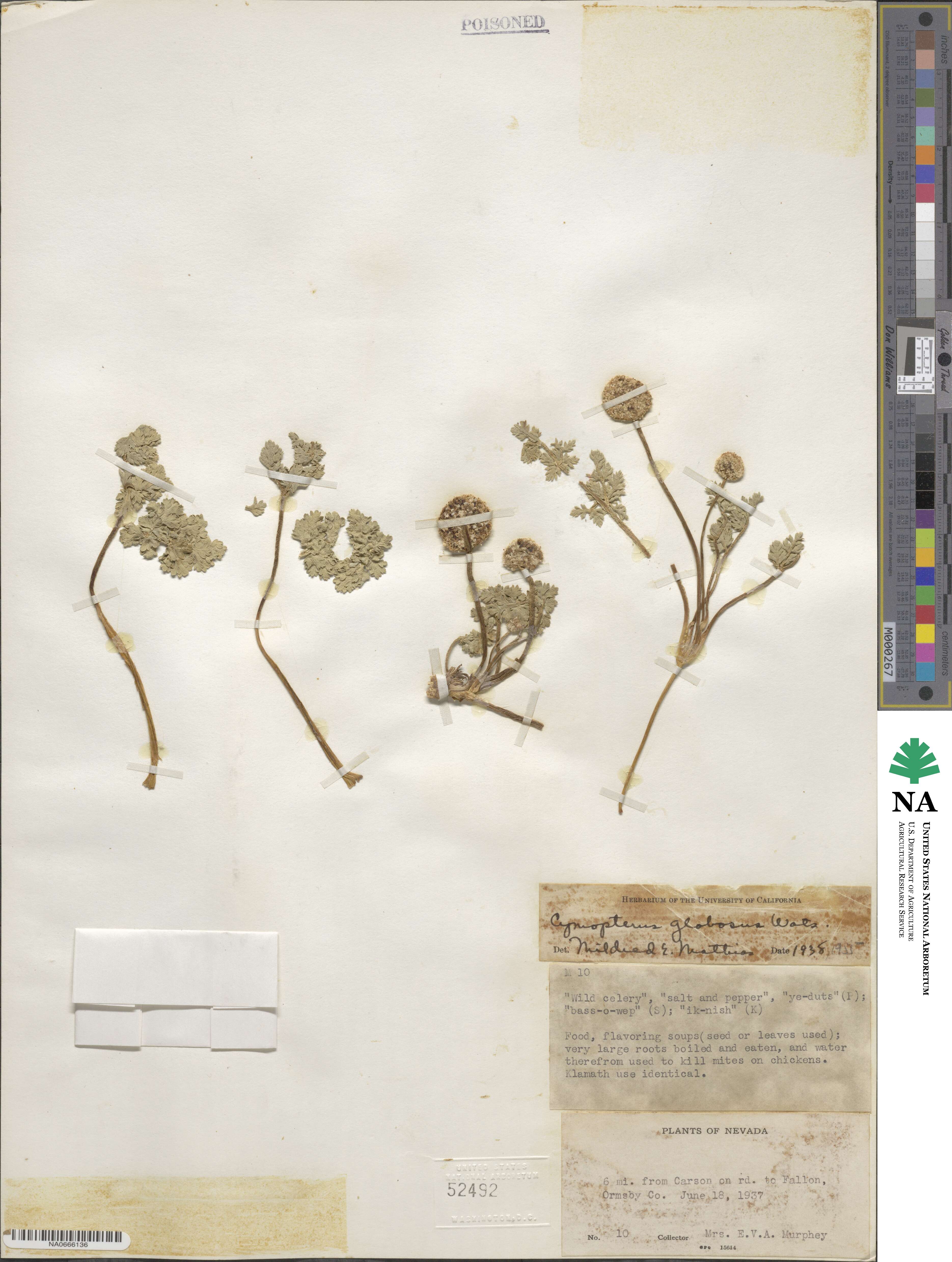 Cymopterus globosus image
