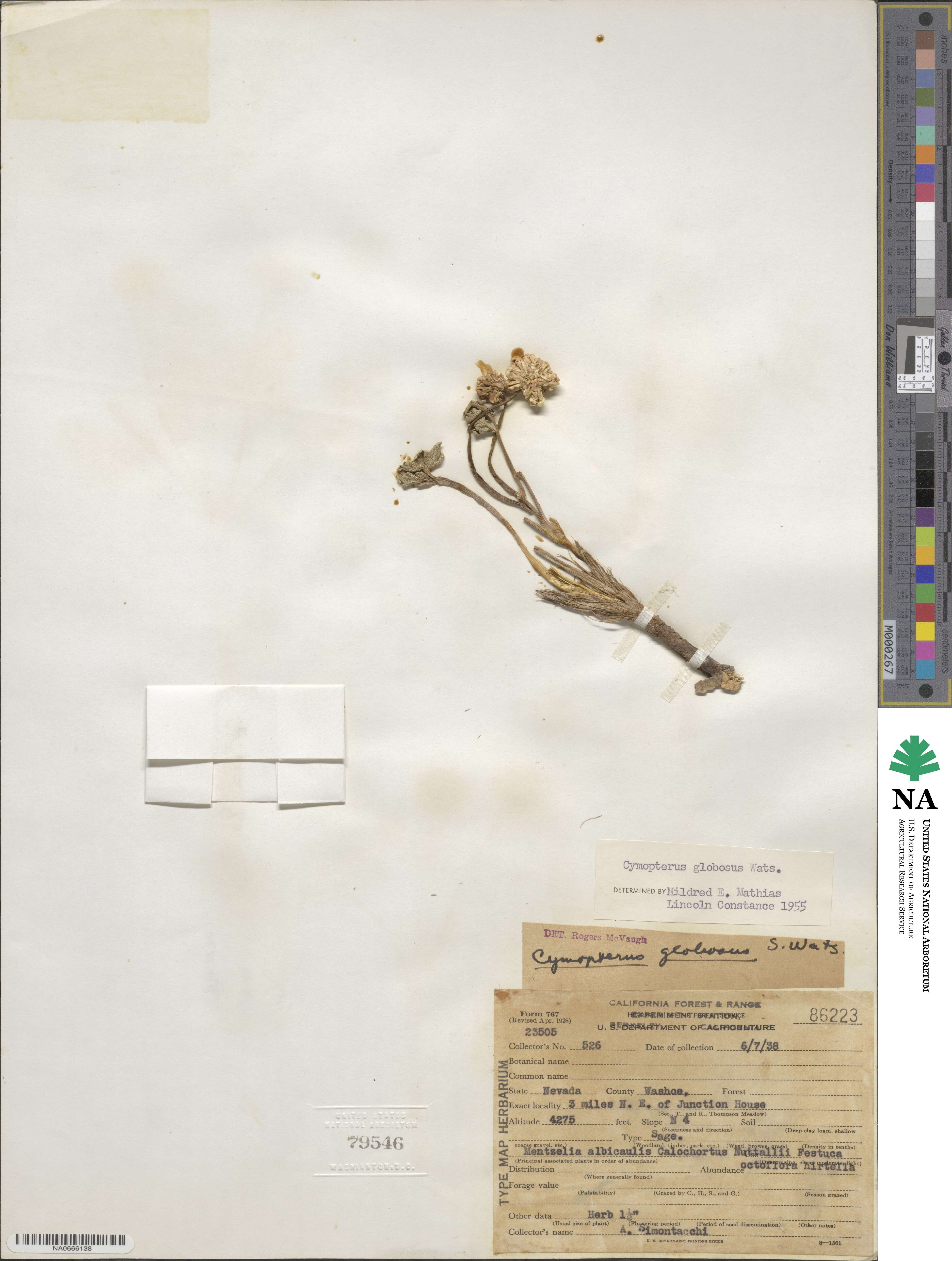 Cymopterus globosus image