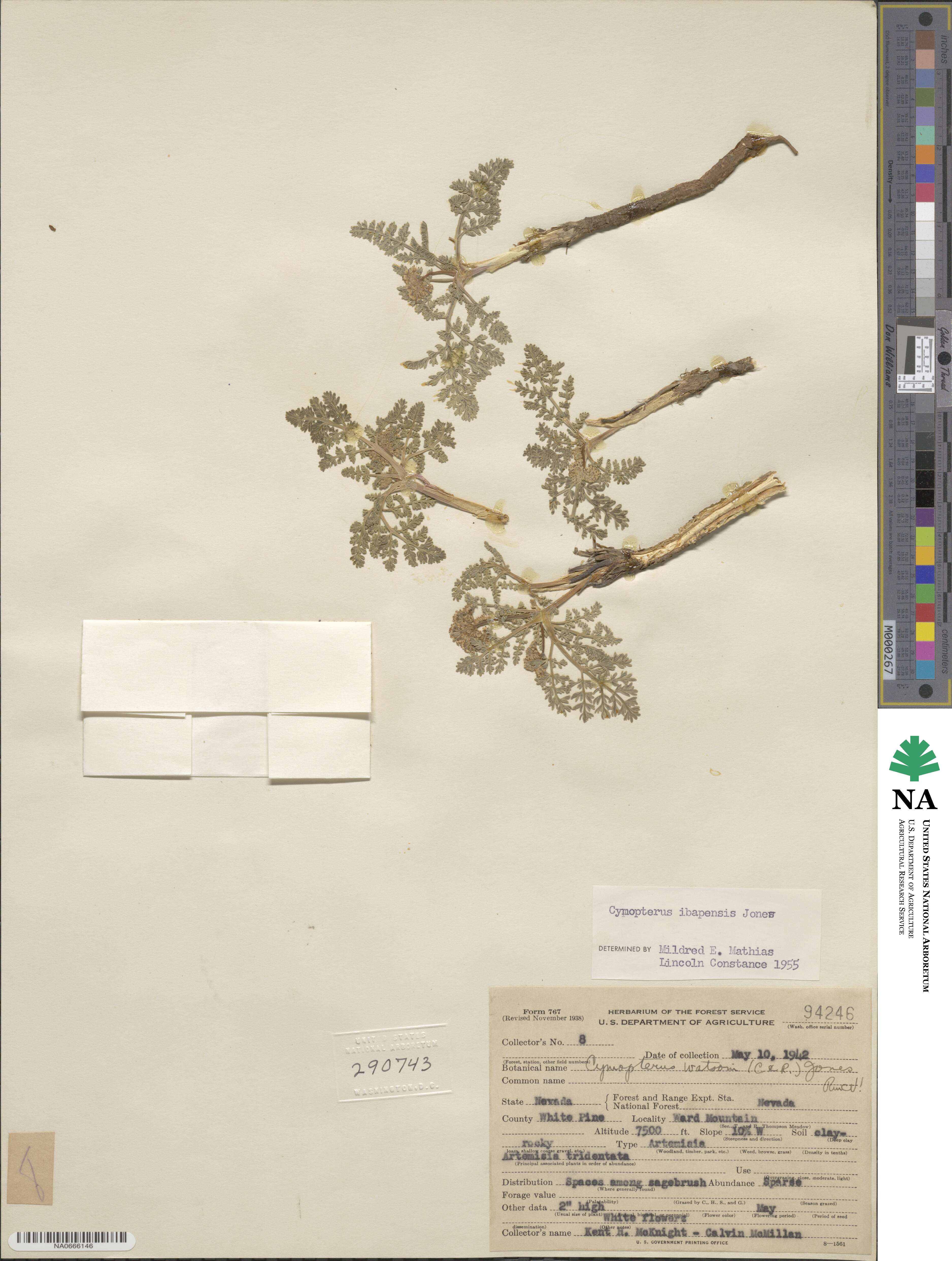 Aulospermum ibapense image
