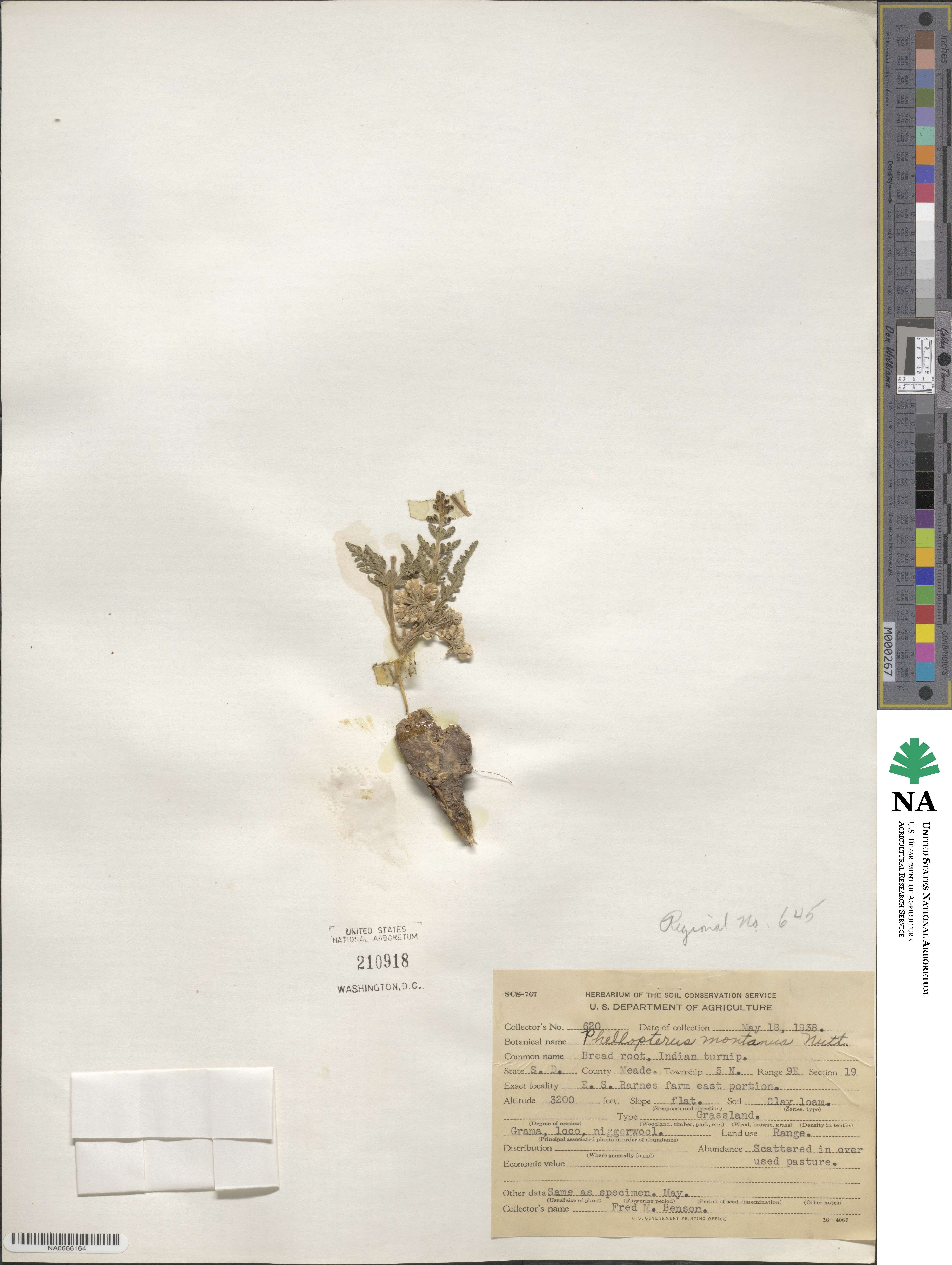 Vesper montanus image
