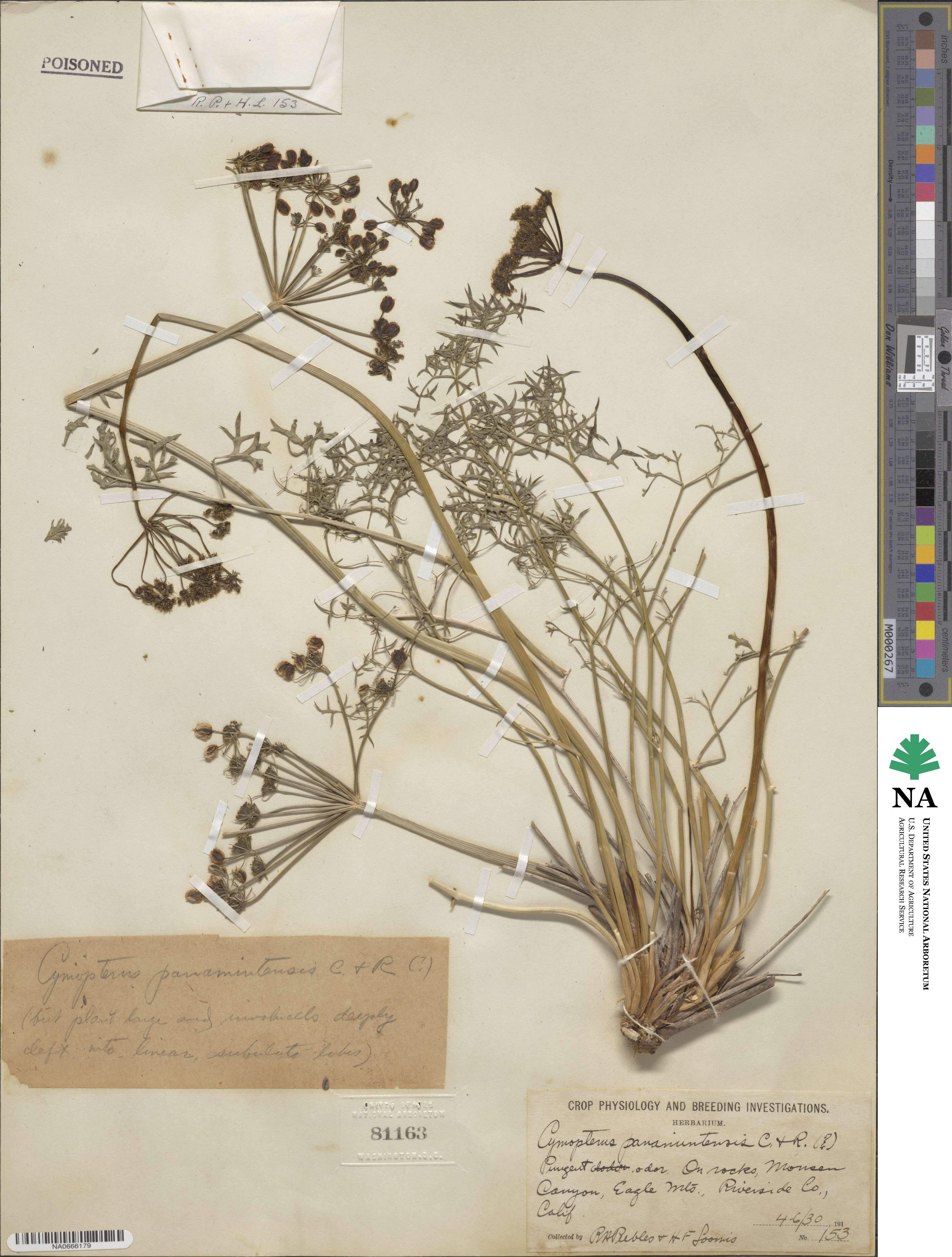 Aulospermum panamintense image