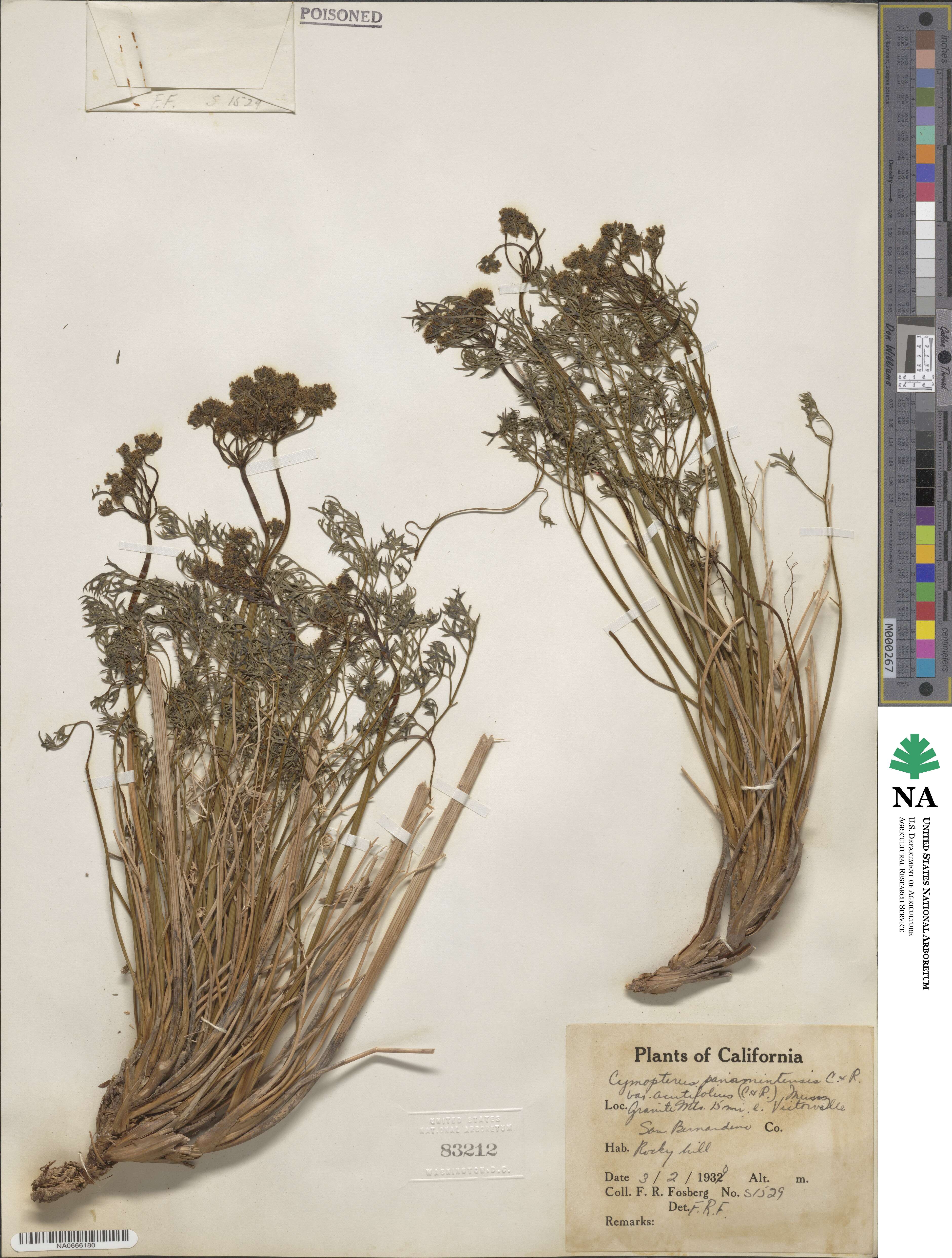 Aulospermum panamintense image