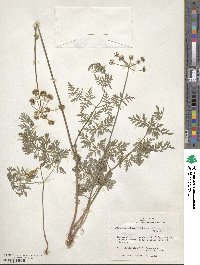 Cymopterus lemmonii image