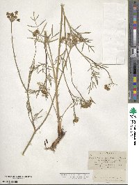 Cymopterus lemmonii image