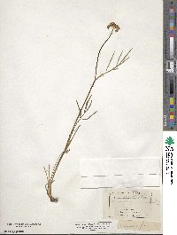 Cymopterus lemmonii image