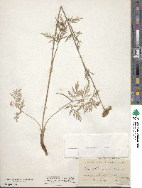 Cymopterus lemmonii image