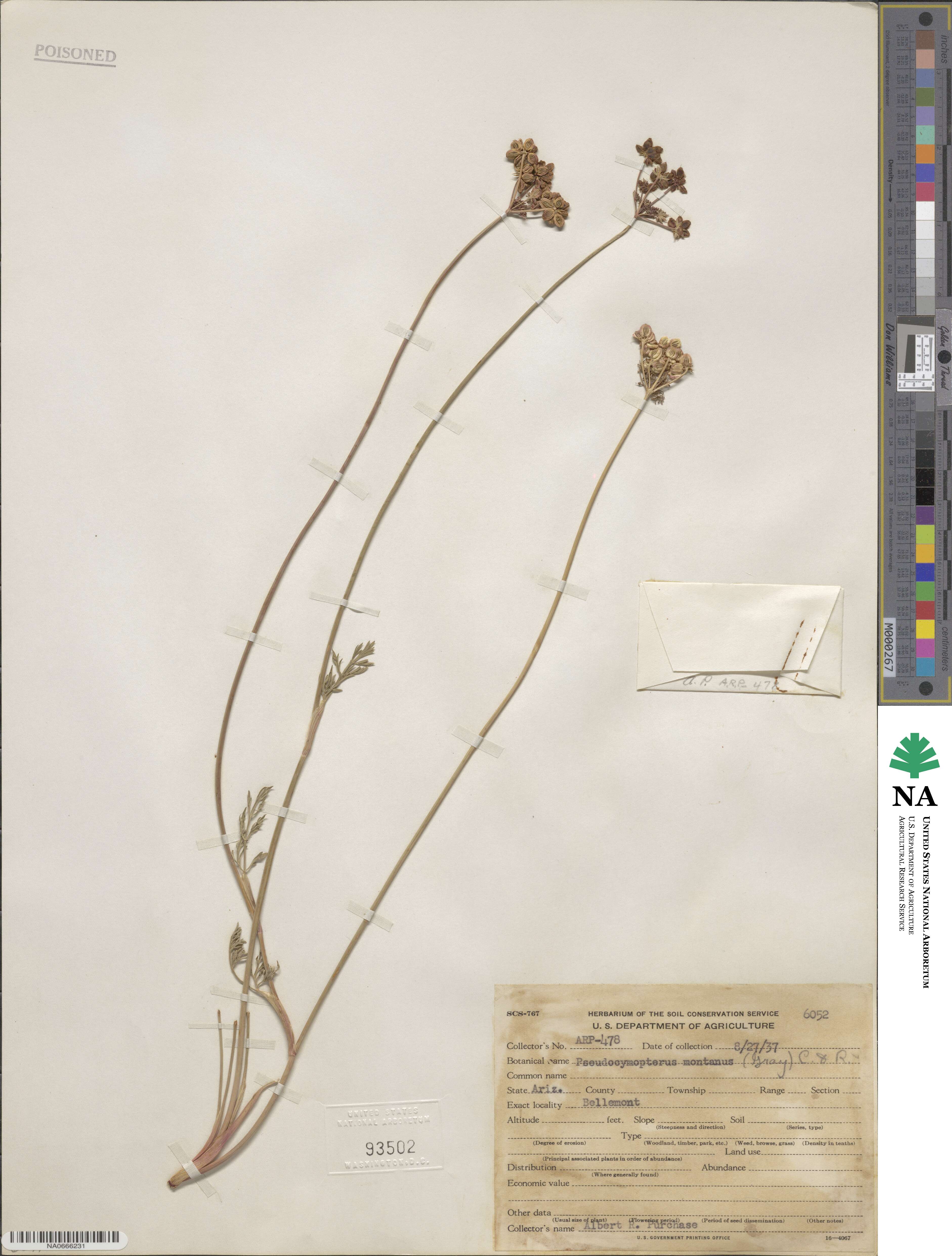 Cymopterus lemmonii image
