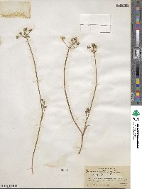 Cymopterus lemmonii image