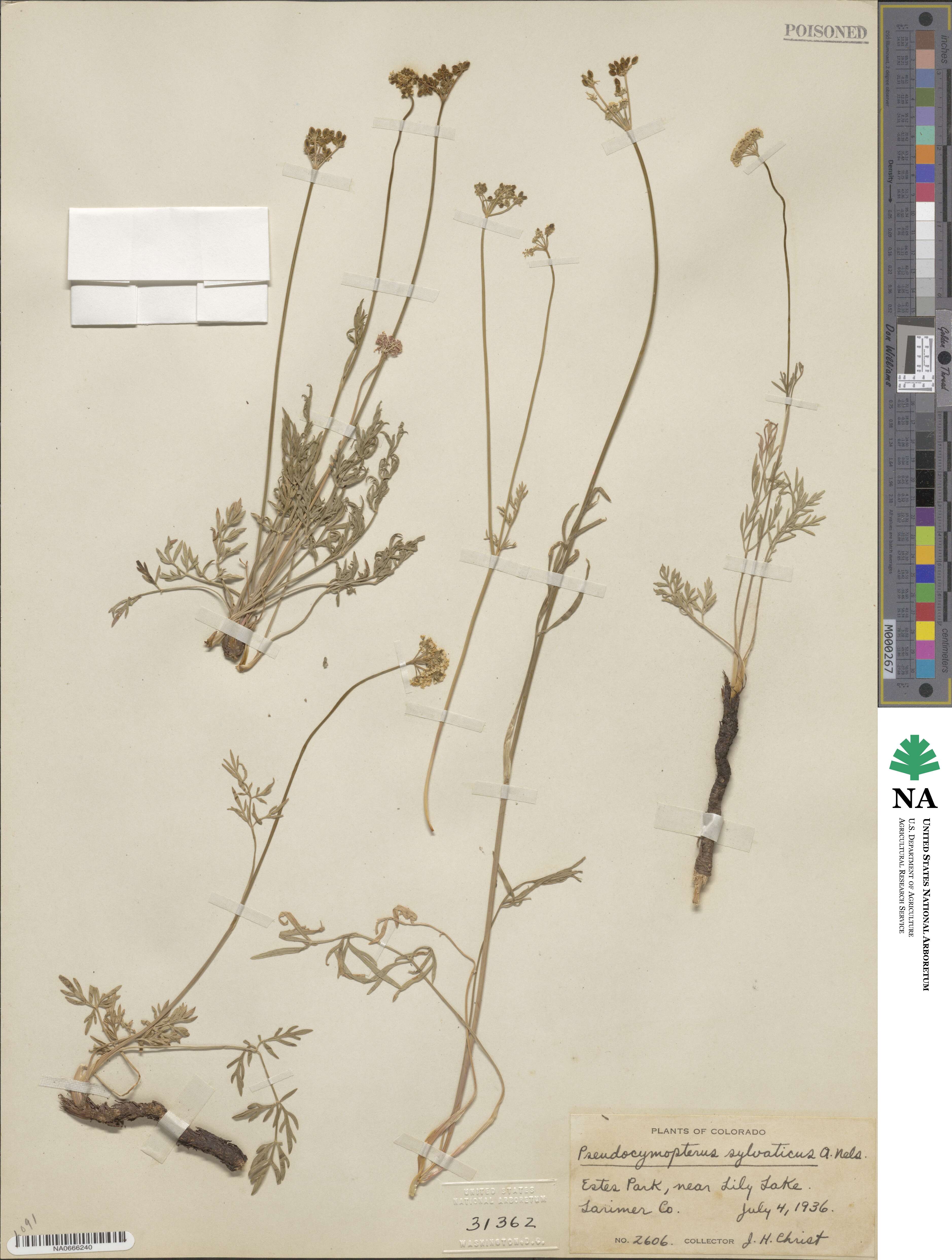 Cymopterus image