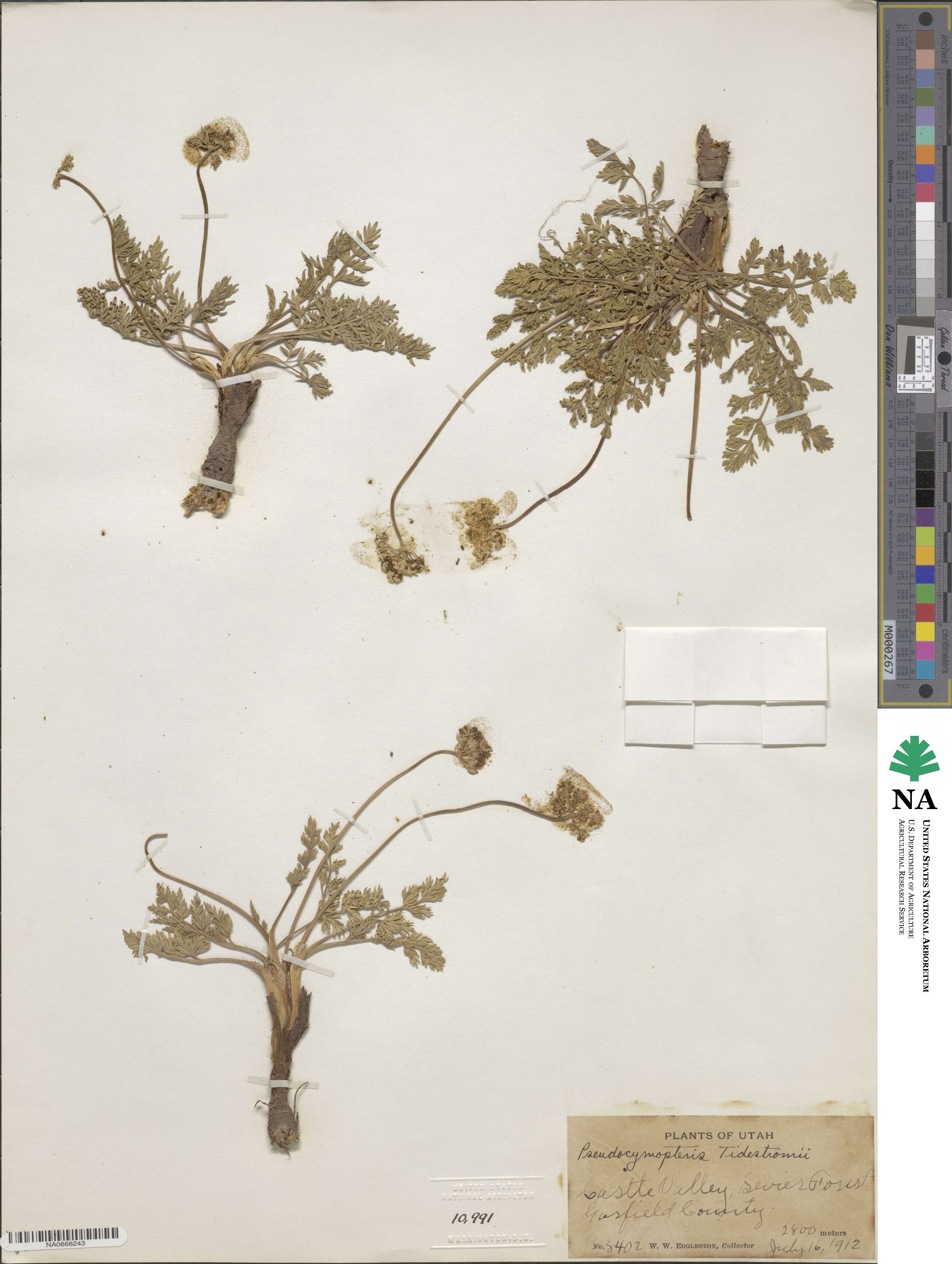 Cymopterus image