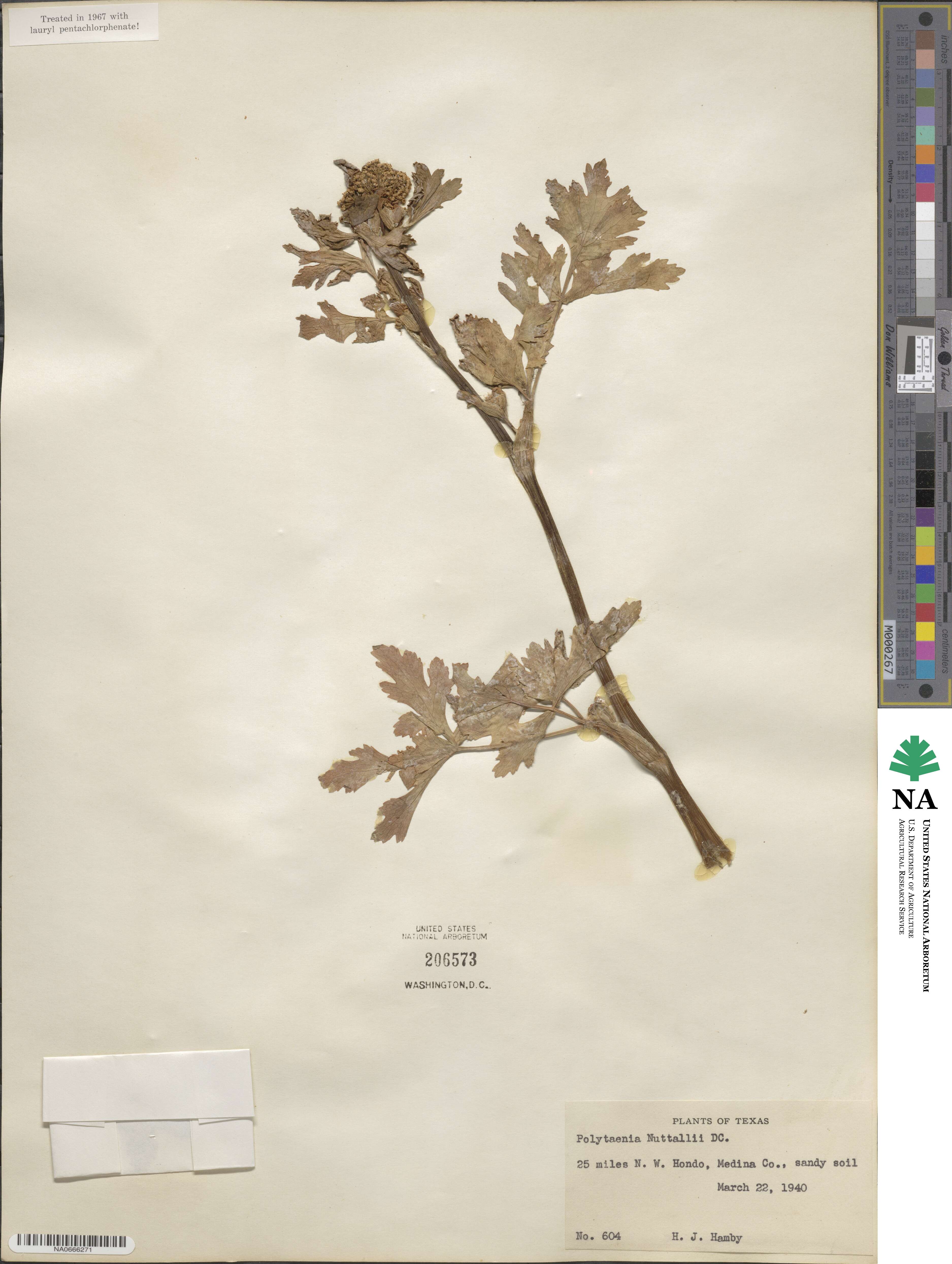 Polytaenia nuttallii image