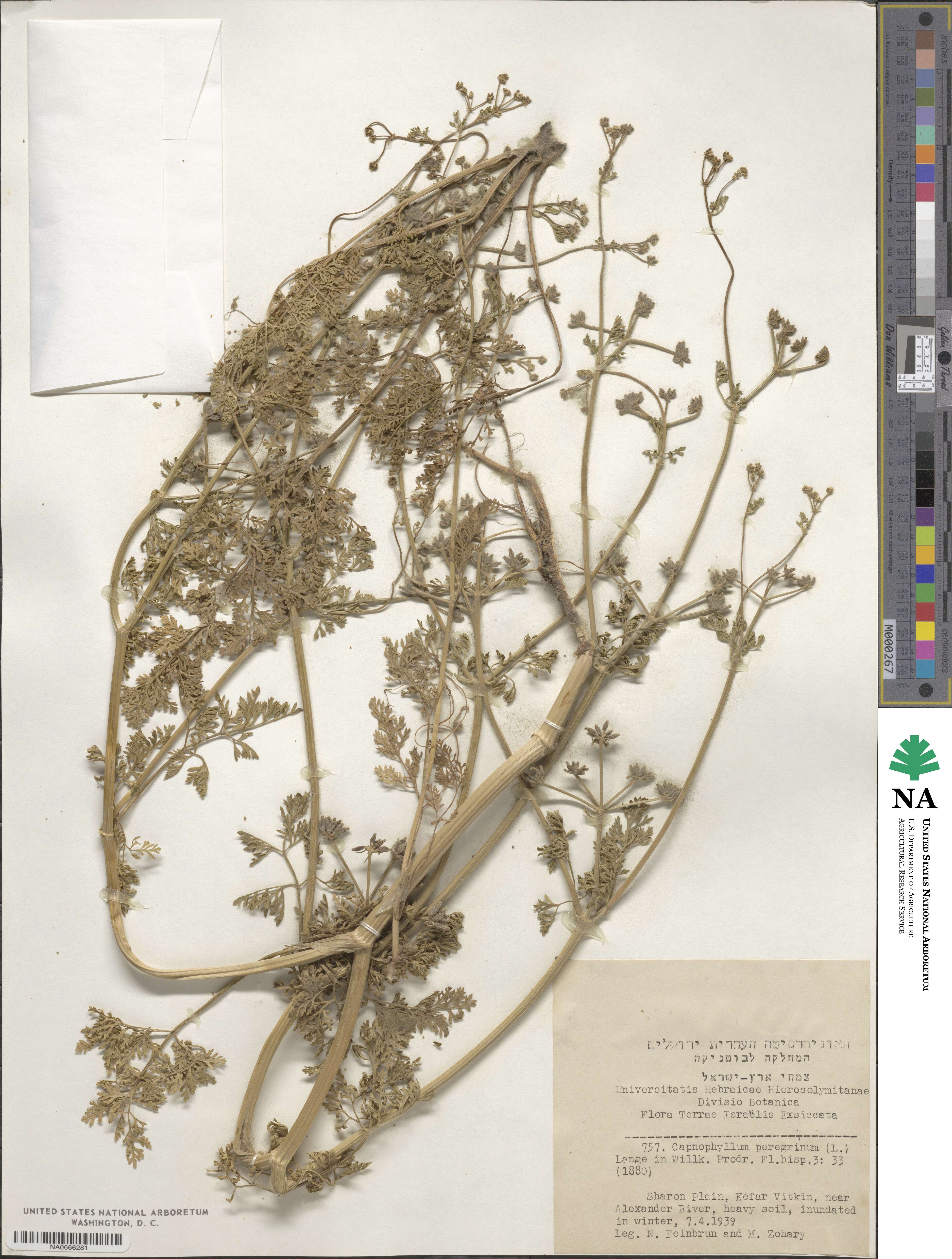 Krubera peregrina image