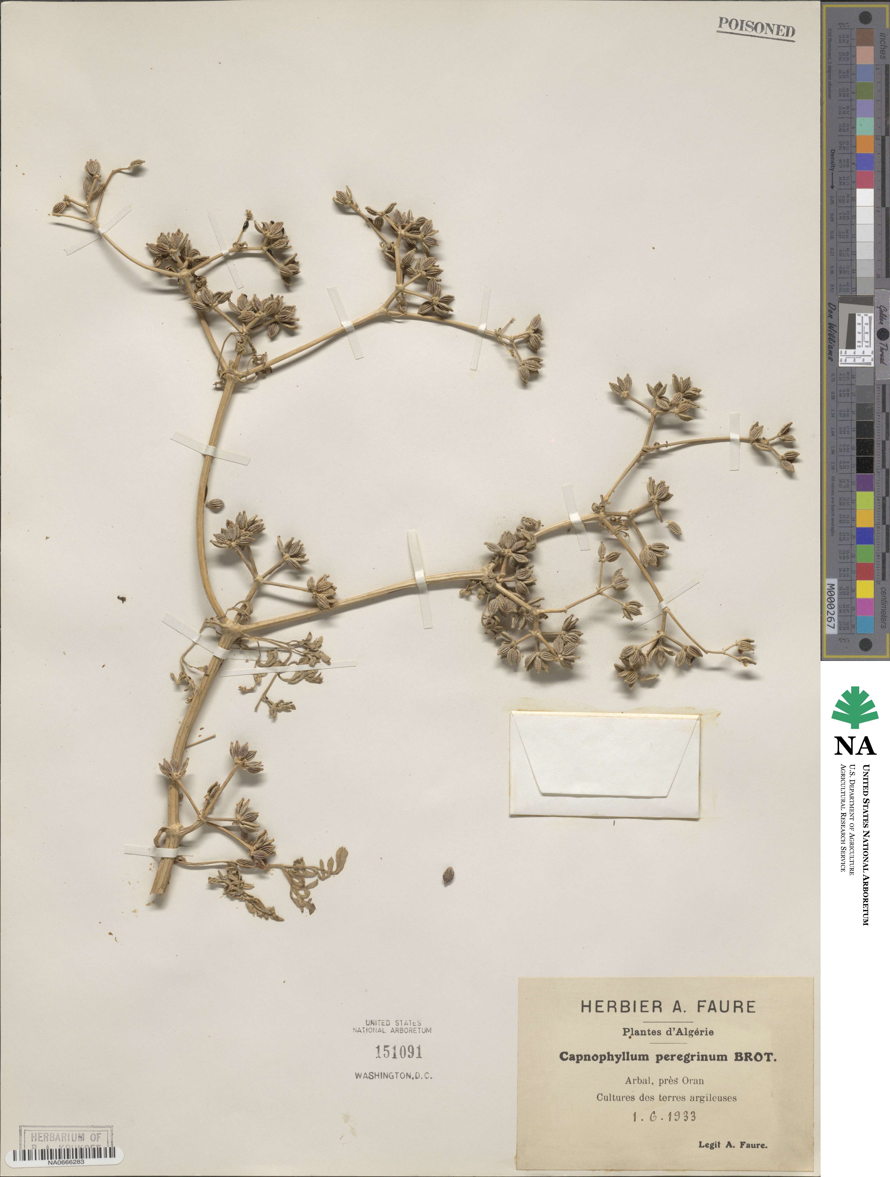 Krubera peregrina image