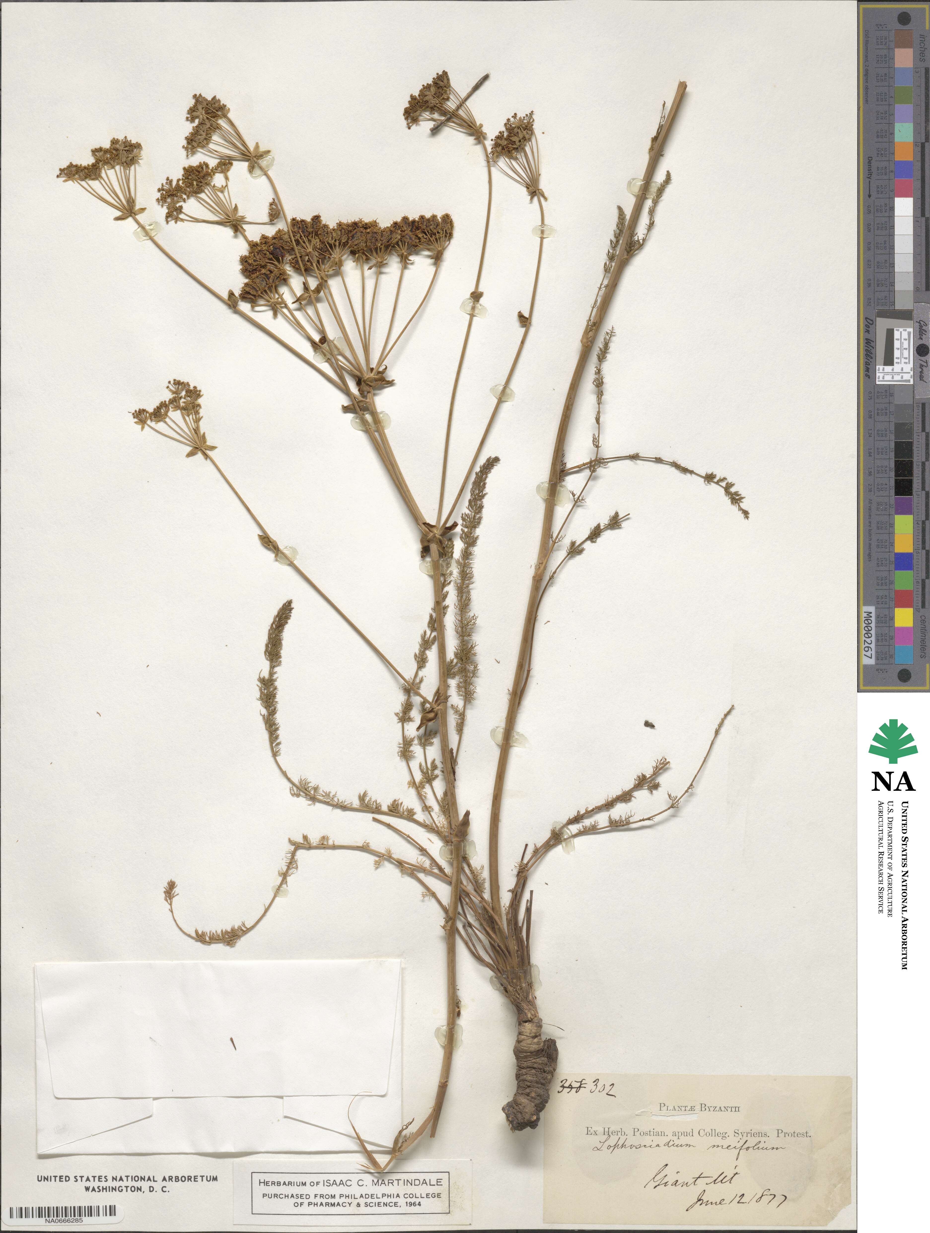 Ferulago galbanifera image