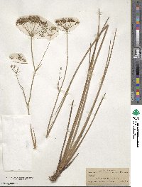 Tiedemannia filiformis subsp. filiformis image