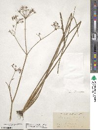 Tiedemannia filiformis subsp. filiformis image