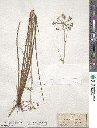 Tiedemannia filiformis subsp. filiformis image