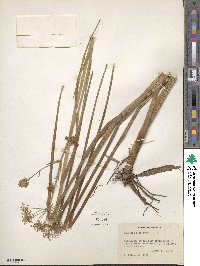 Tiedemannia filiformis subsp. filiformis image