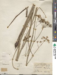 Tiedemannia filiformis subsp. filiformis image