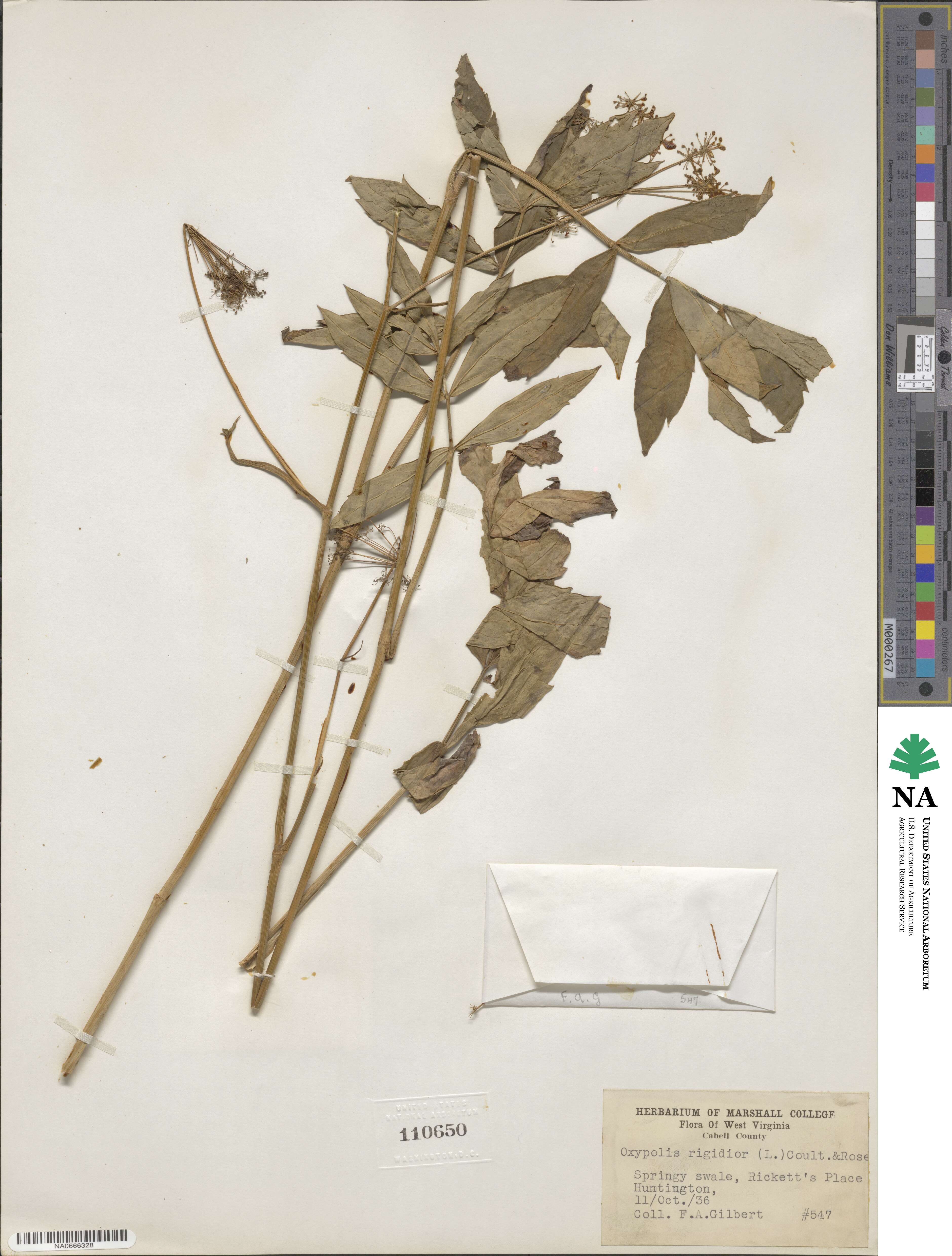 Oxypolis rigidior image