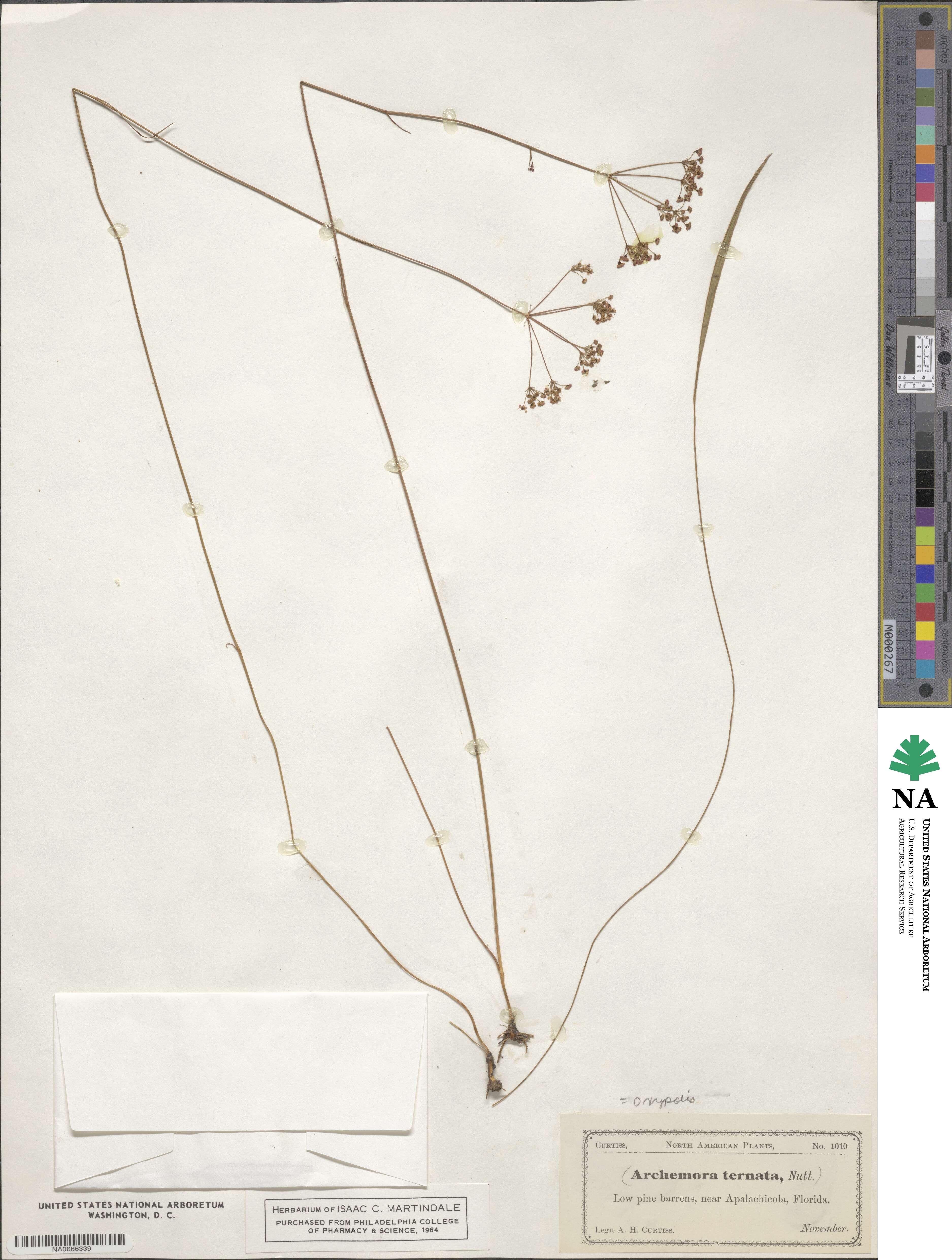 Oxypolis ternata image