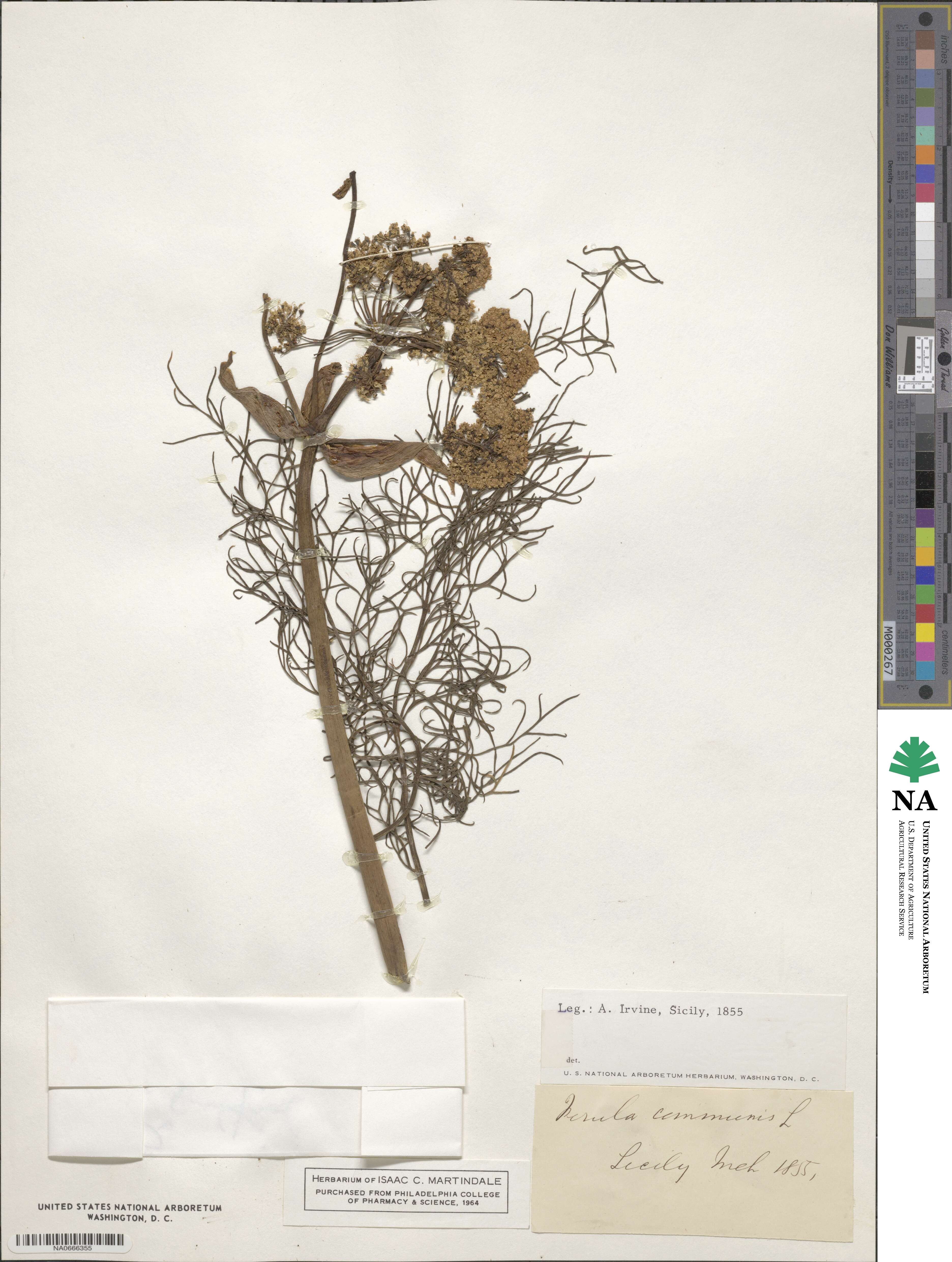 Ferula communis image