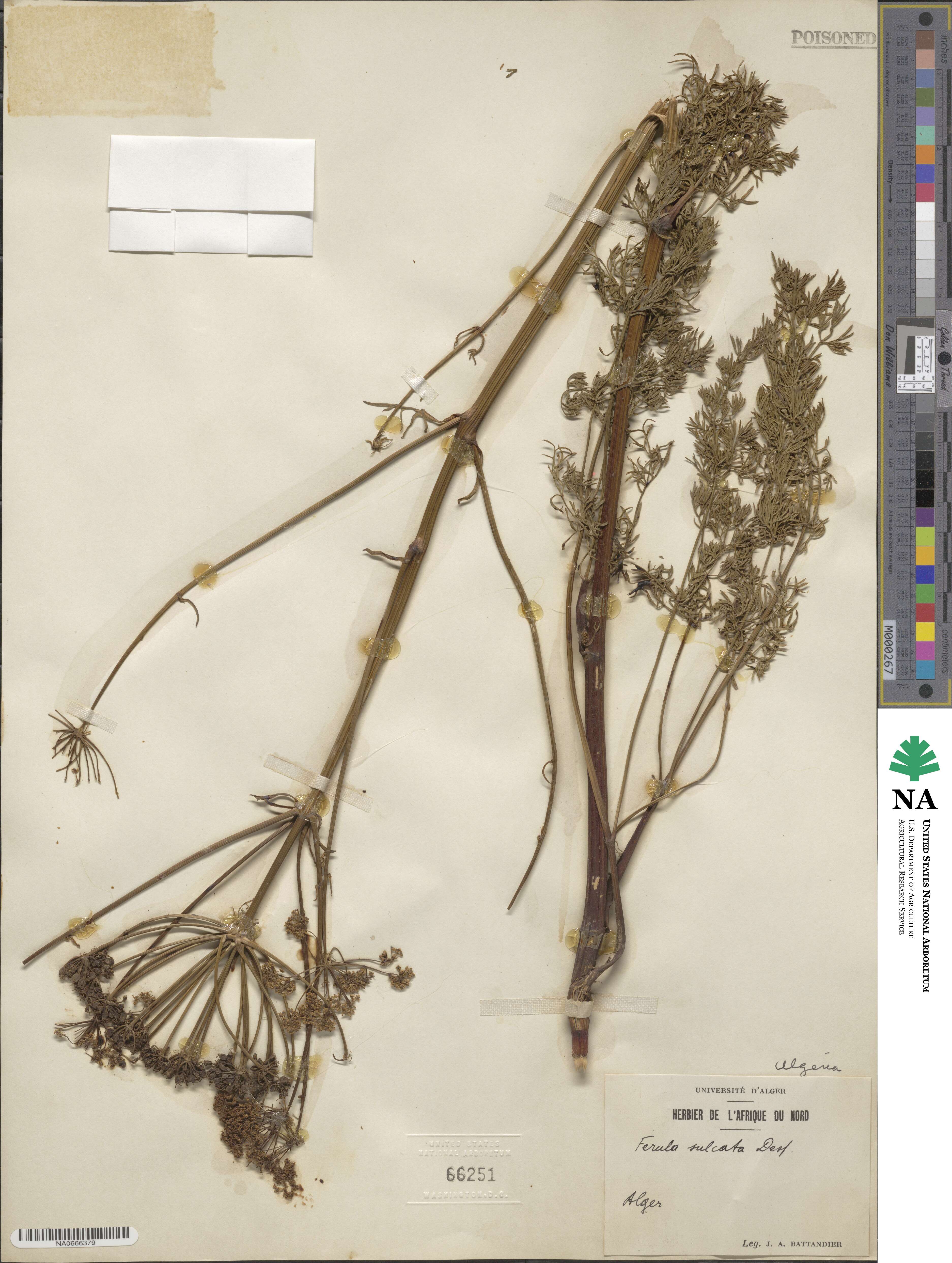 Ferula sulcata image