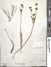 Peucedanum ambiguum image