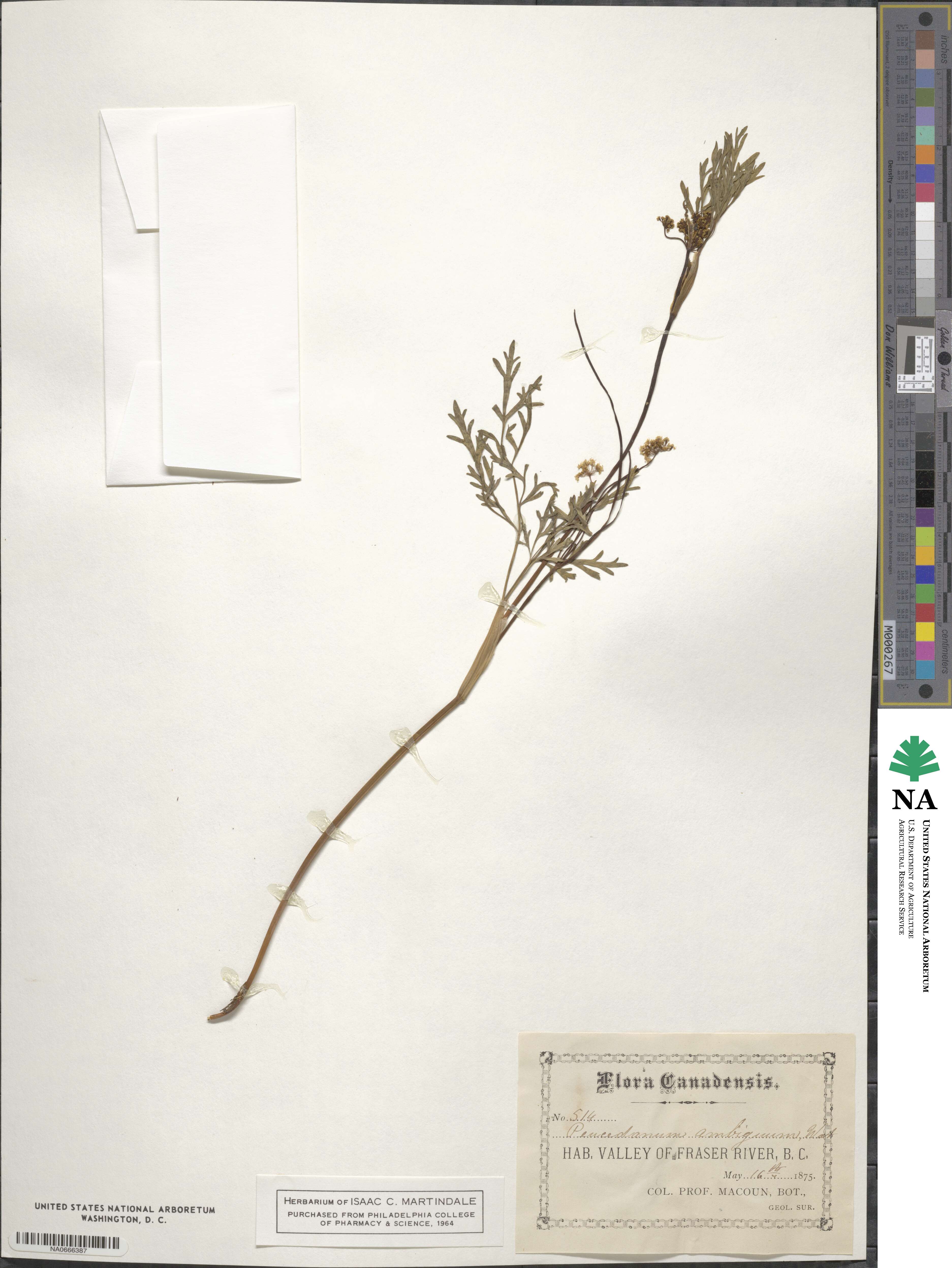 Peucedanum ambiguum image