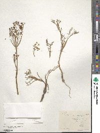 Peucedanum ambiguum image