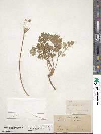 Lomatium lucidum image