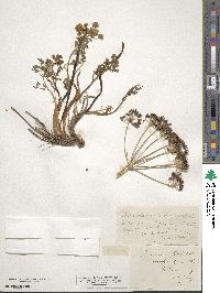 Lomatium grayi image