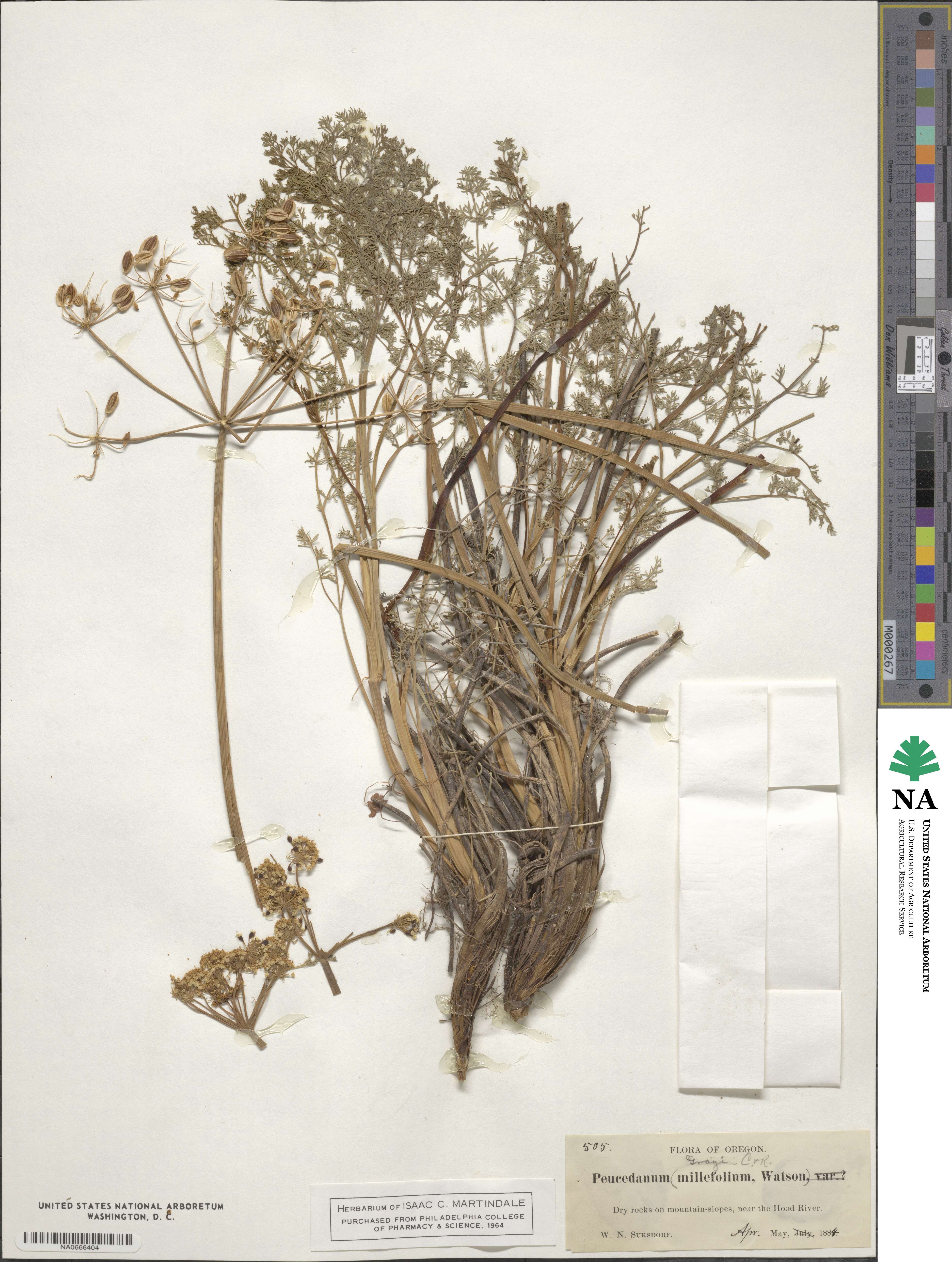 Lomatium grayi image