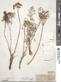 Lomatium grayi image