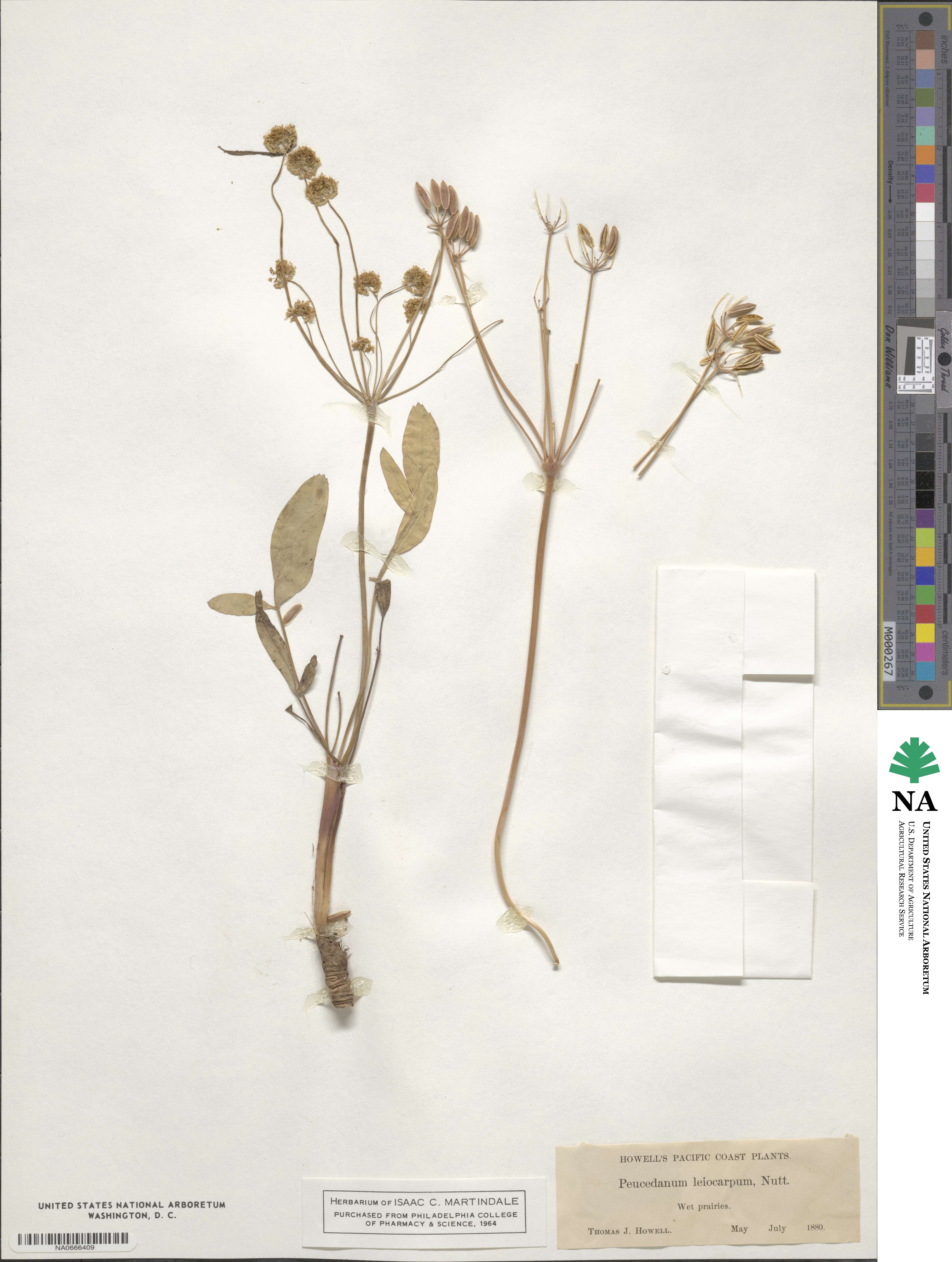 Lomatium triternatum image